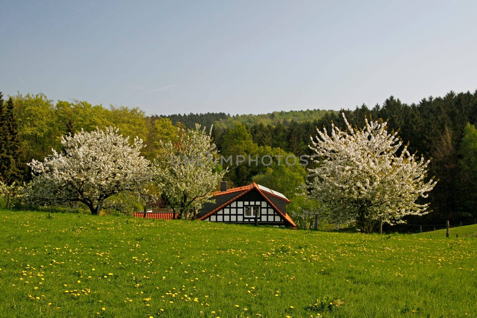 Frühlingslandschaft mit Fachwerkhaus und Kirschbäumen im April,Hagen a.T.W.,Osnabrücker Land,Niedersachsen - Spring landscape with half-timbered house and cherry trees in April,Hagen a.T.W.,Osnabruecker land,Lower Saxony,Germany