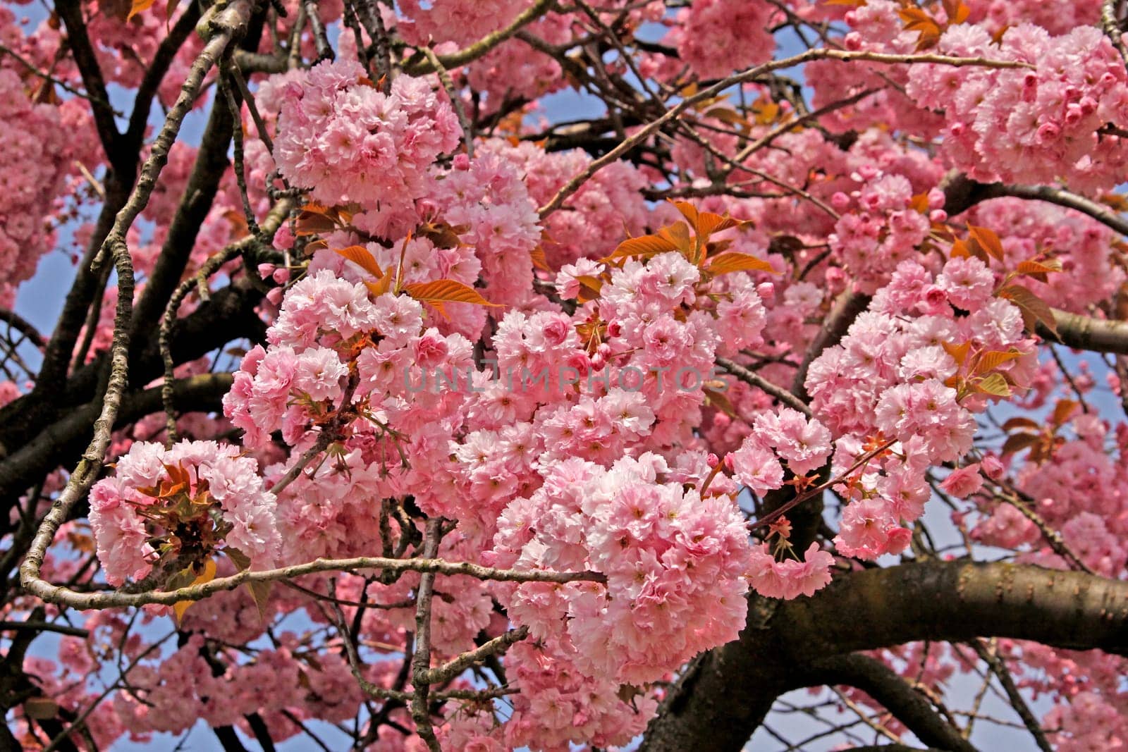 Japanese cherry tree in spring - Japanese cherry tree in spring