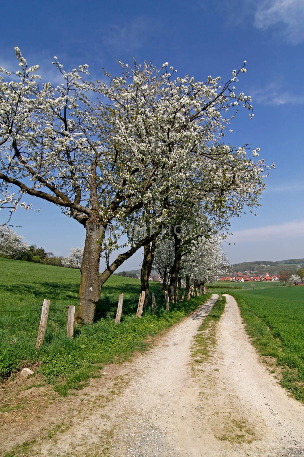 Hiking trail with cherry trees in April,Hagen a.T.W.,Osnabrücker Land,Niedersachsen - Foothpath with cherry trees in Hagen,Lower Saxony,Germany,Europe