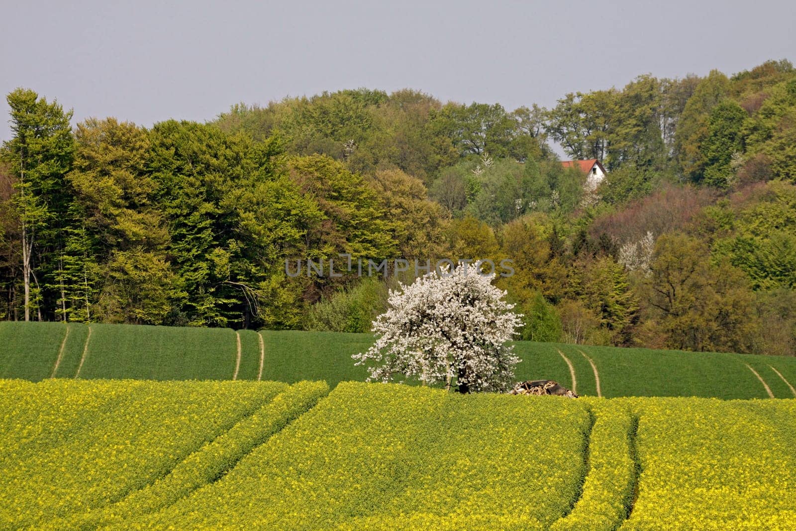 Frühlingslandschaft mit Kirschbäumen im April,Hagen a.T.W.,Osnabrücker Land,Niedersachsen - Spring landscape with cherry trees in April,Hagen,Lower Saxony,Germany,Europe