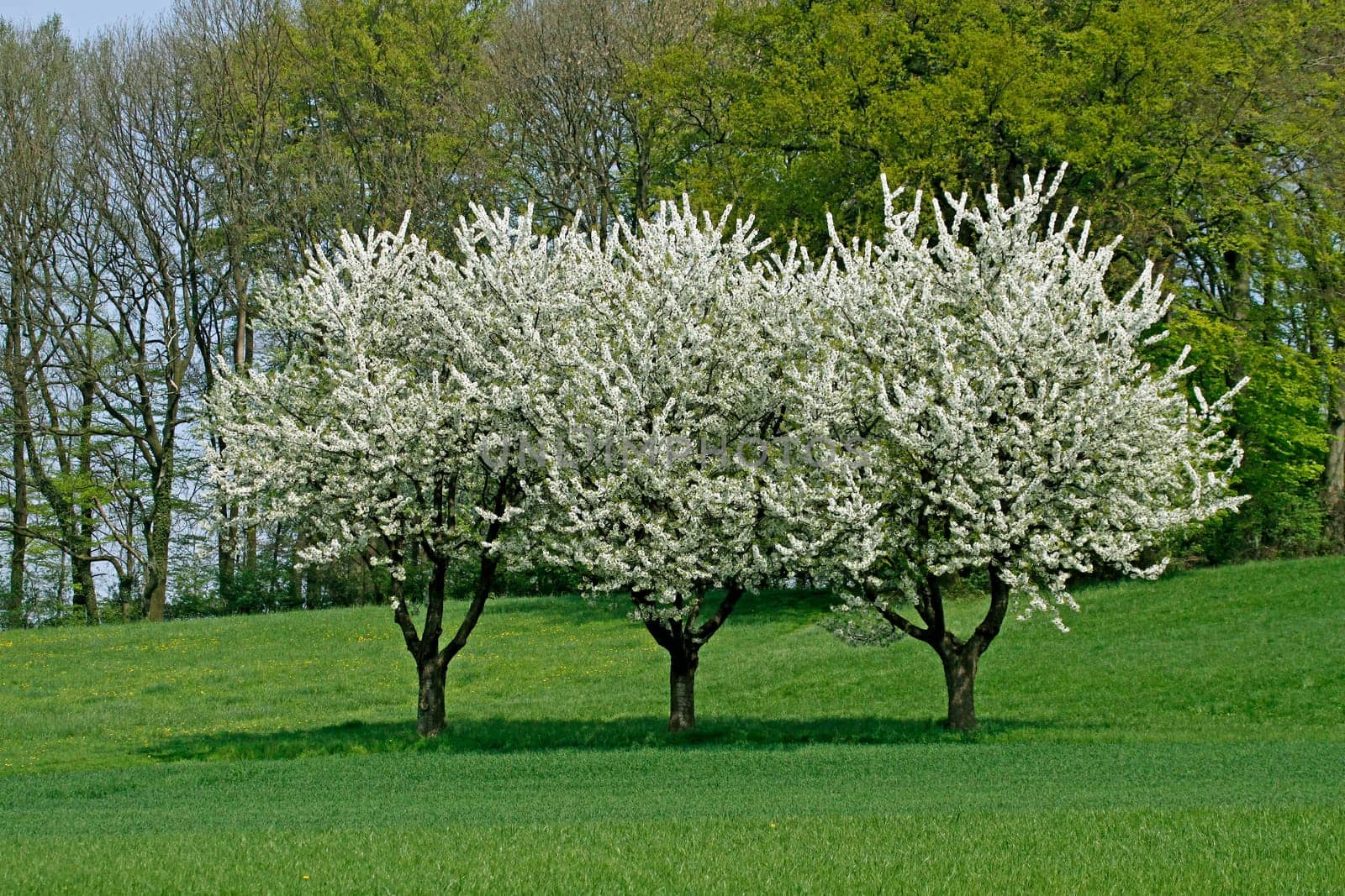 Spring landscape with cherry trees in April,Hagen a.T.W.,Osnabrücker Land,Niedersachsen - Cherry trees in spring,Hagen,Lower Saxony,Germany,Europe