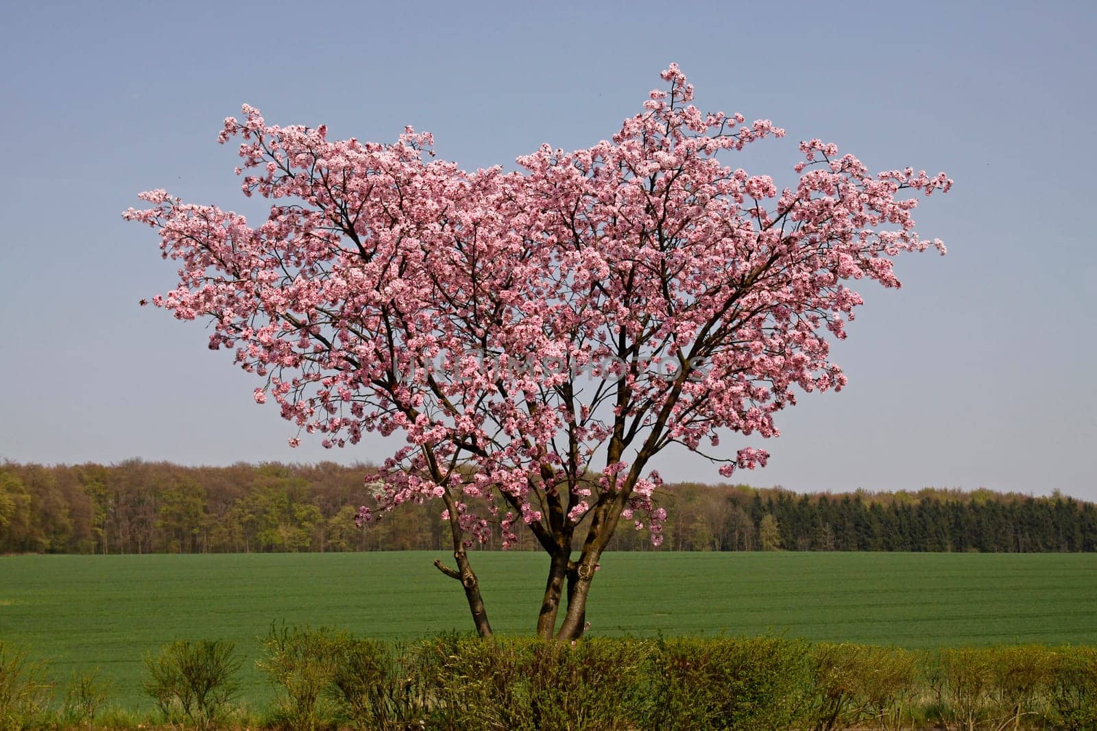 Kirschbaum im Frühling,Bad Rothenfelde,Osnabrücker Land,Niedersachsen - Cherry tree in spring,Bad Rothenfelde,Osnabruecker Land,Lower Saxony,Germany,Europe