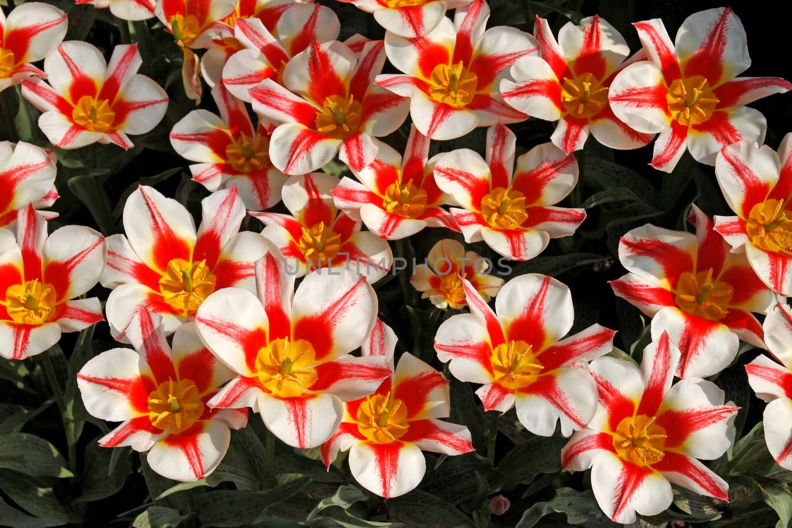 Tulipa 'Coors',Greigii tulip