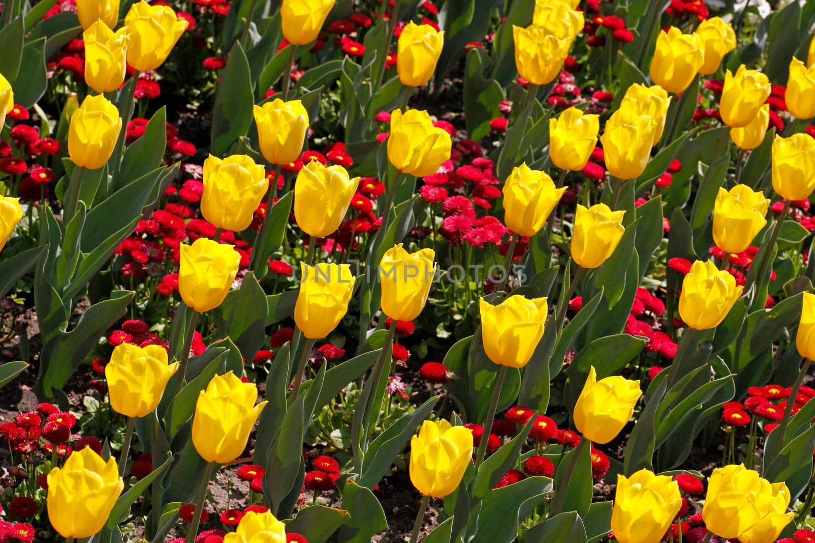 Tulipa 'Yellow Flight',Triumph Tulip