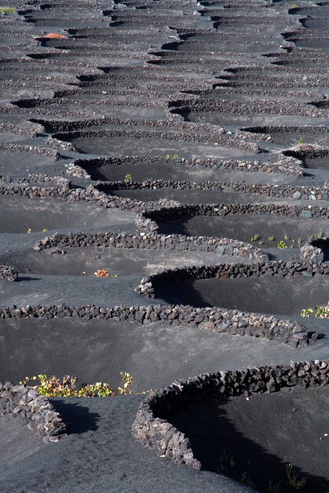 beautiful volcanic wine area La Geria