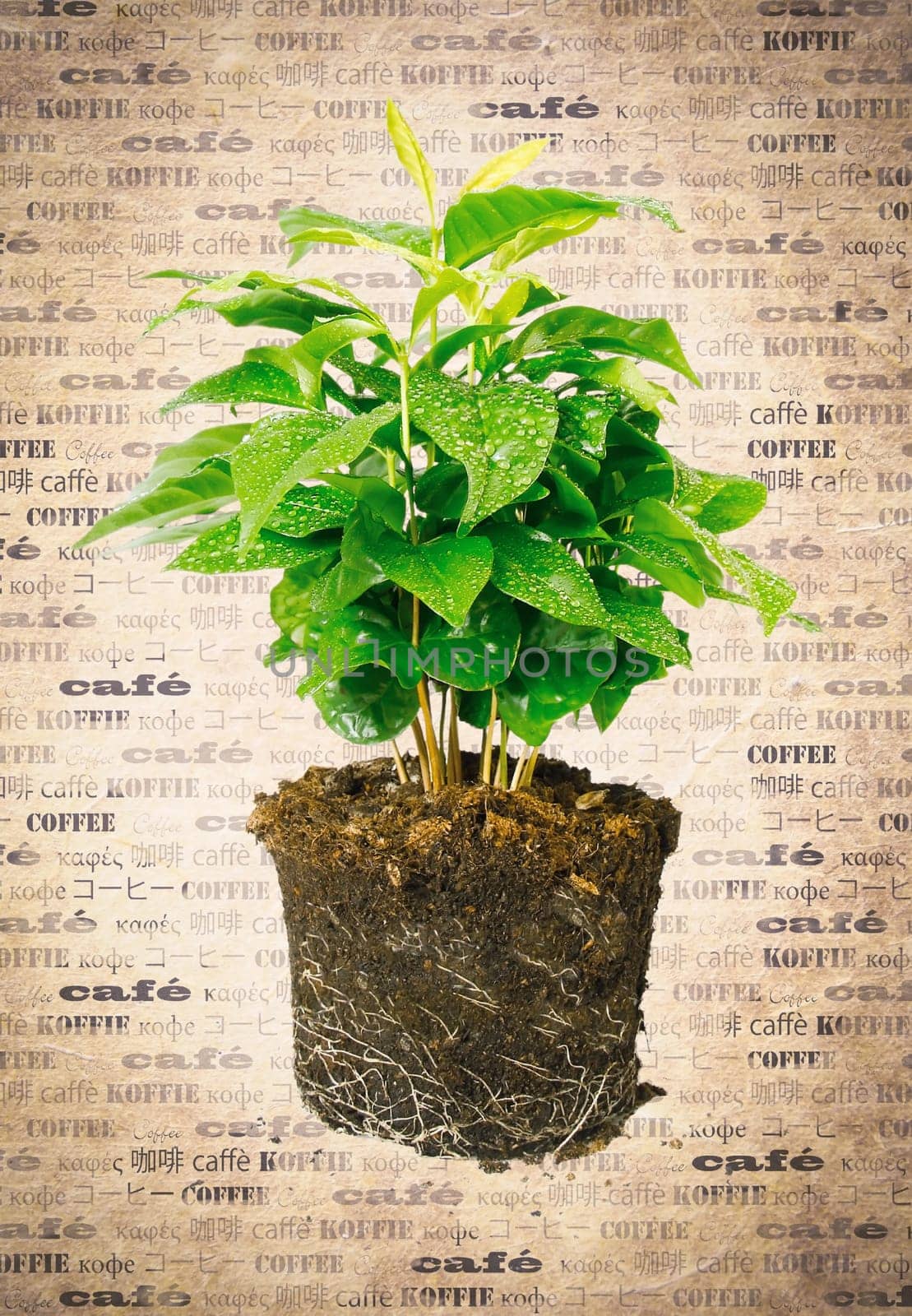 Potted plant removed from its pot and showing the root structure on aged vintage paper with the word coffee in multiple languages.
