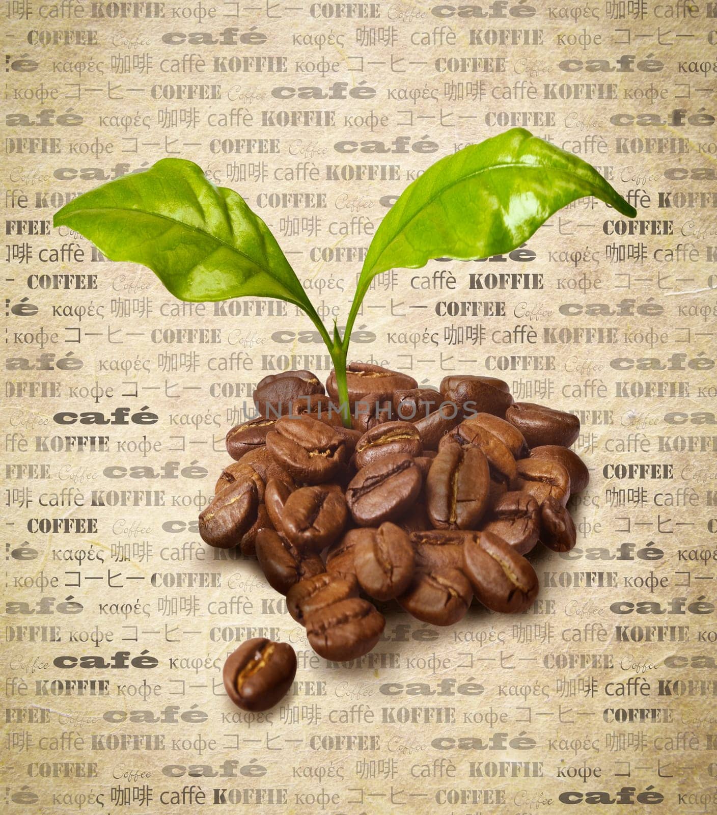 Coffee beans with fresh growing green leaves on a backround of aged paper with the word coffee repeated multiple times in different languages
