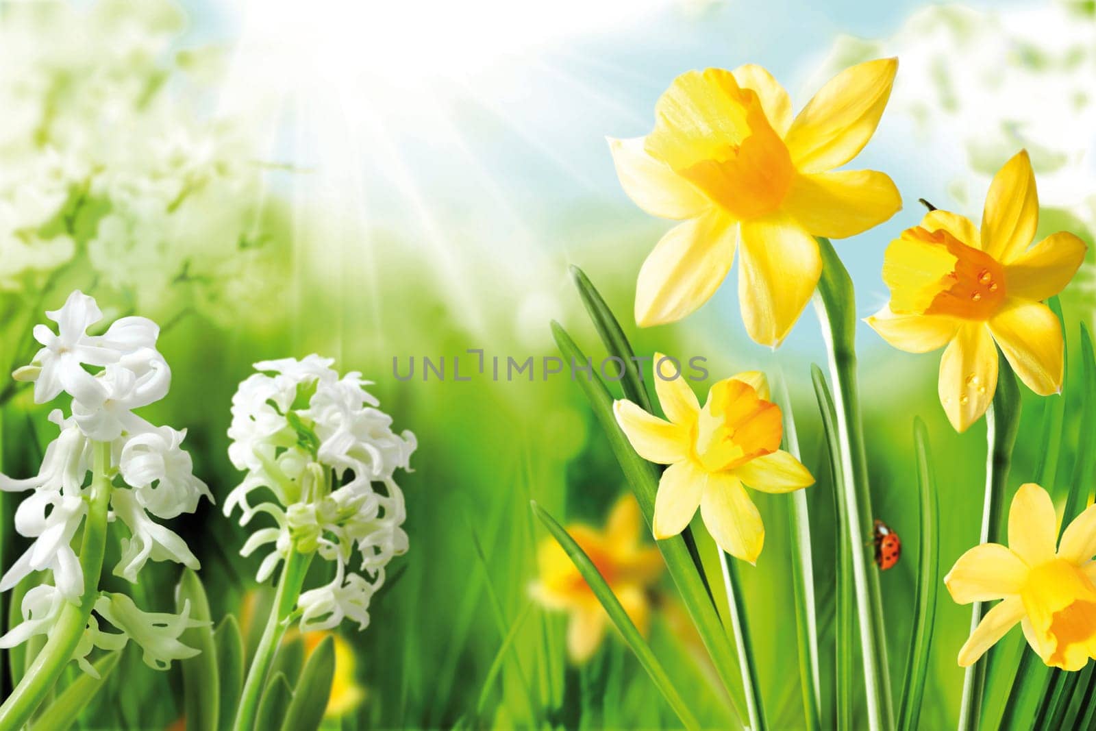 Cheerful Spring Bulbs. Background of flowering white narcissus and yellow daffodils under spring sunshine