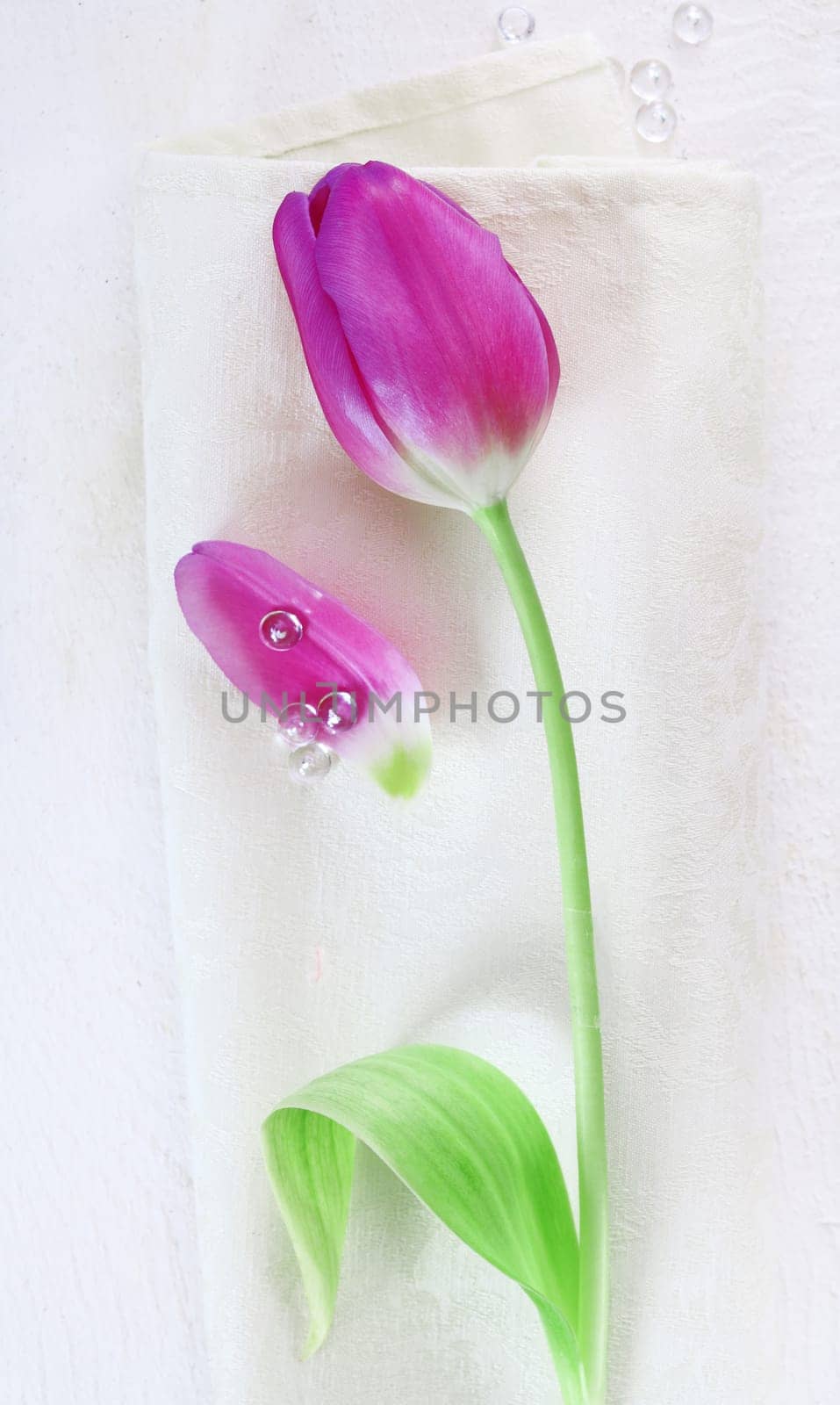 Tulip Flower on a napkin for spring decoration