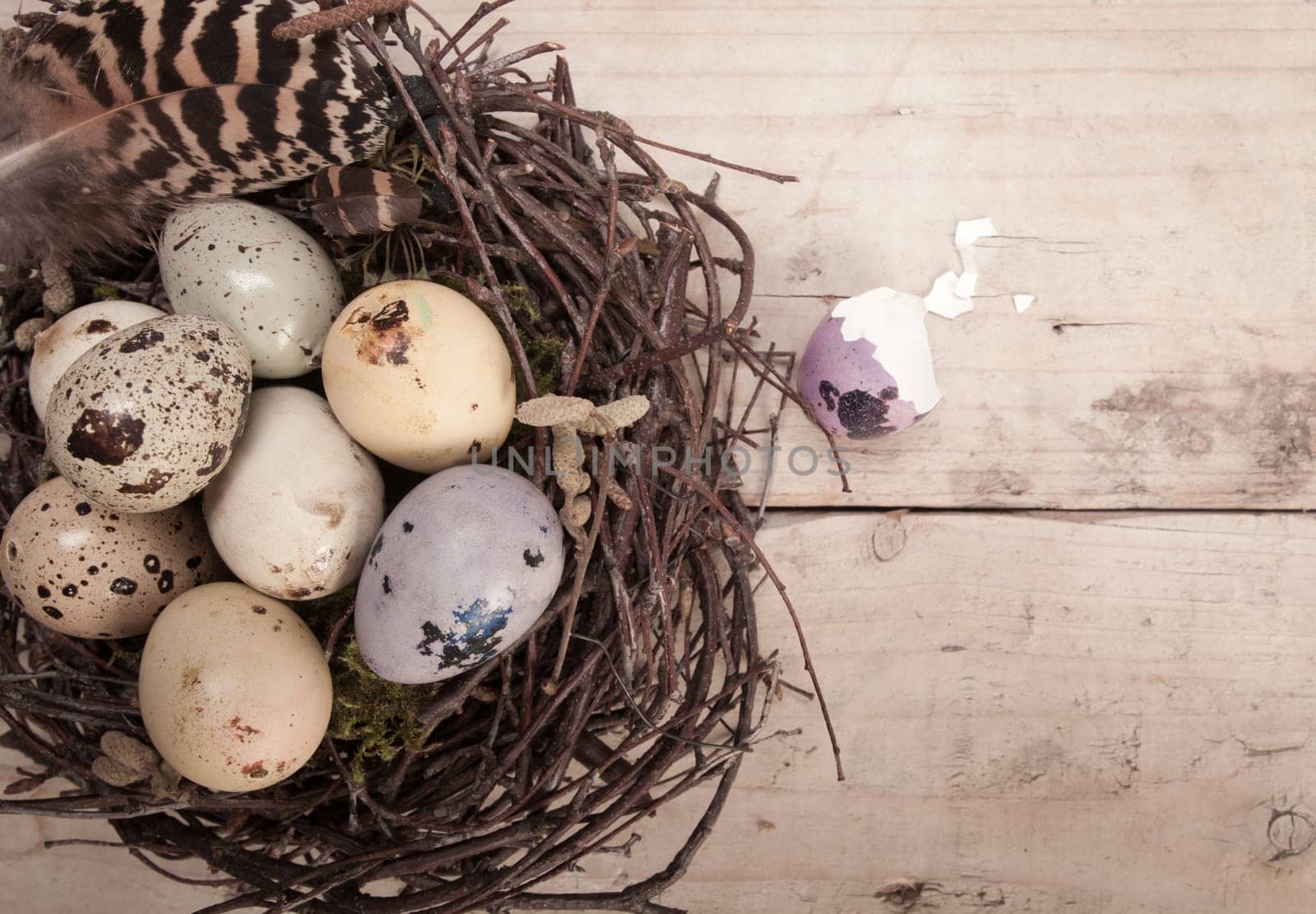 Clutch of speckled Easter eggs in a nest constructed of interwoven twigs with copyspace