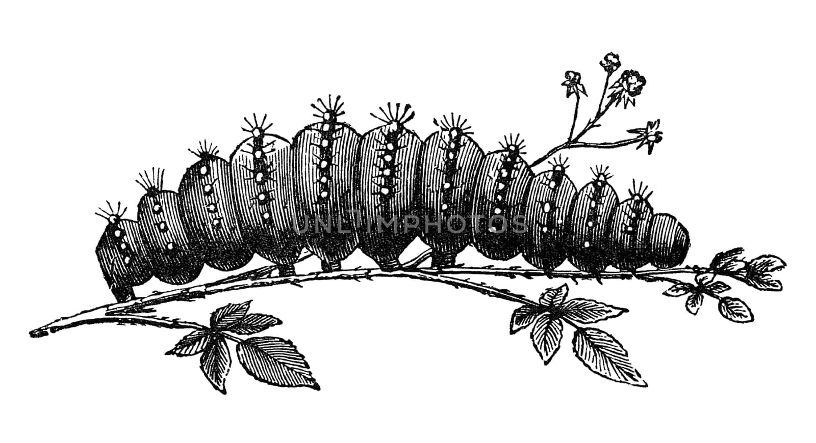 Caterpillar of emperor moth, vintage illustration. Sourced from antique book "The Playtime Naturalist"" by Dr. J.E. Taylor, published in London UK, 1889."