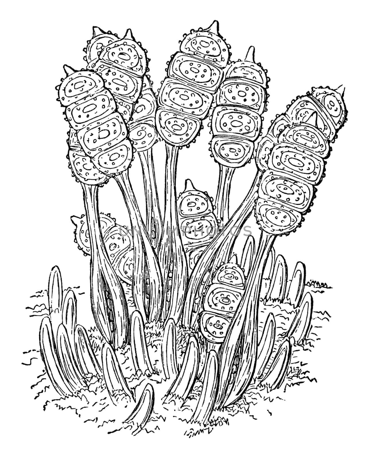 Bramble leaf brand microscopic fungus plant disease, vintage illustration. Sourced from antique book "The Playtime Naturalist"" by Dr. J.E. Taylor, published in London UK, 1889."