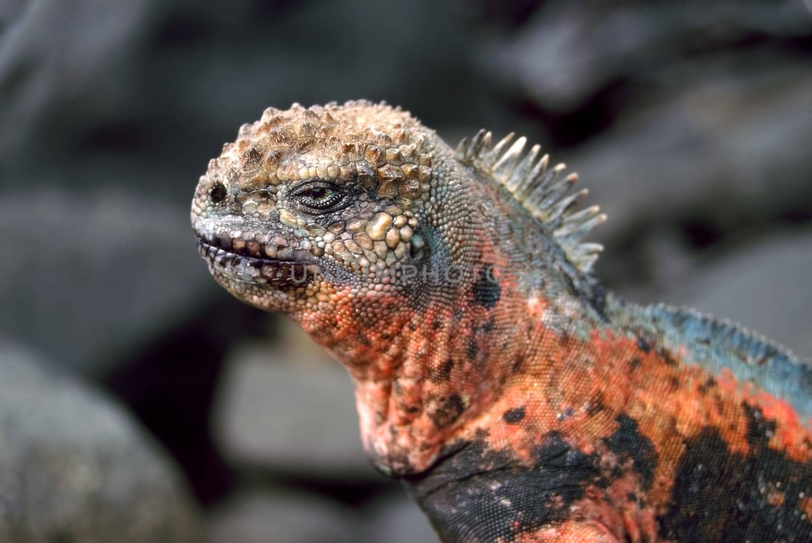 Espanola Marine Iguana (Amblyrhynchus cristatus venustissimus) displaying red coloration on Española island of the Galapagos.