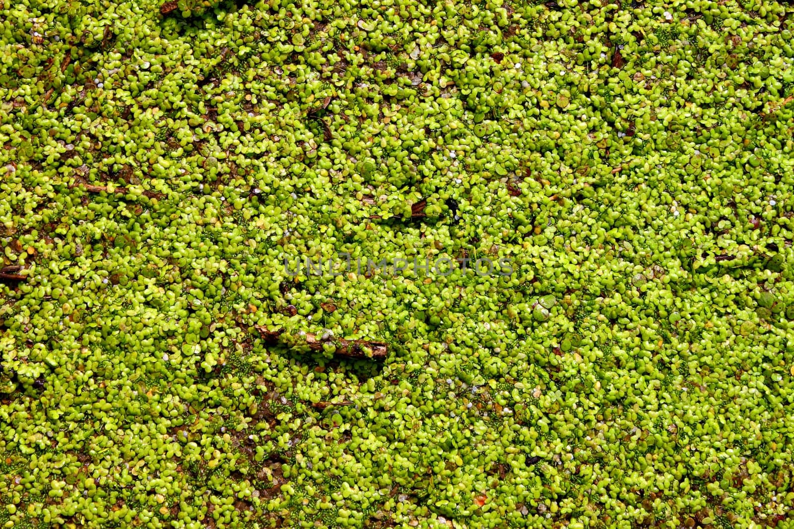 Dense Duckweed covers the surface of a pond.