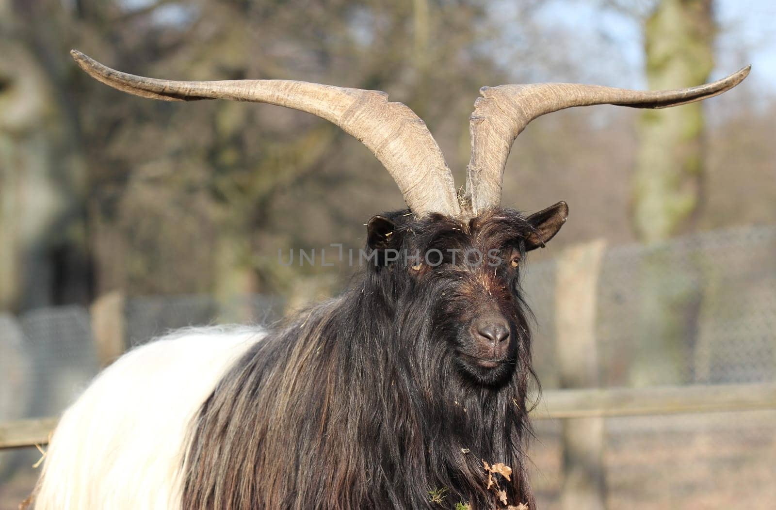 Valais black-necked goat at Sababurg Zoo