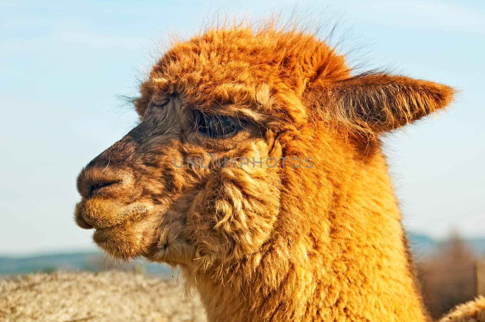Alpaca,Vicugna pacos