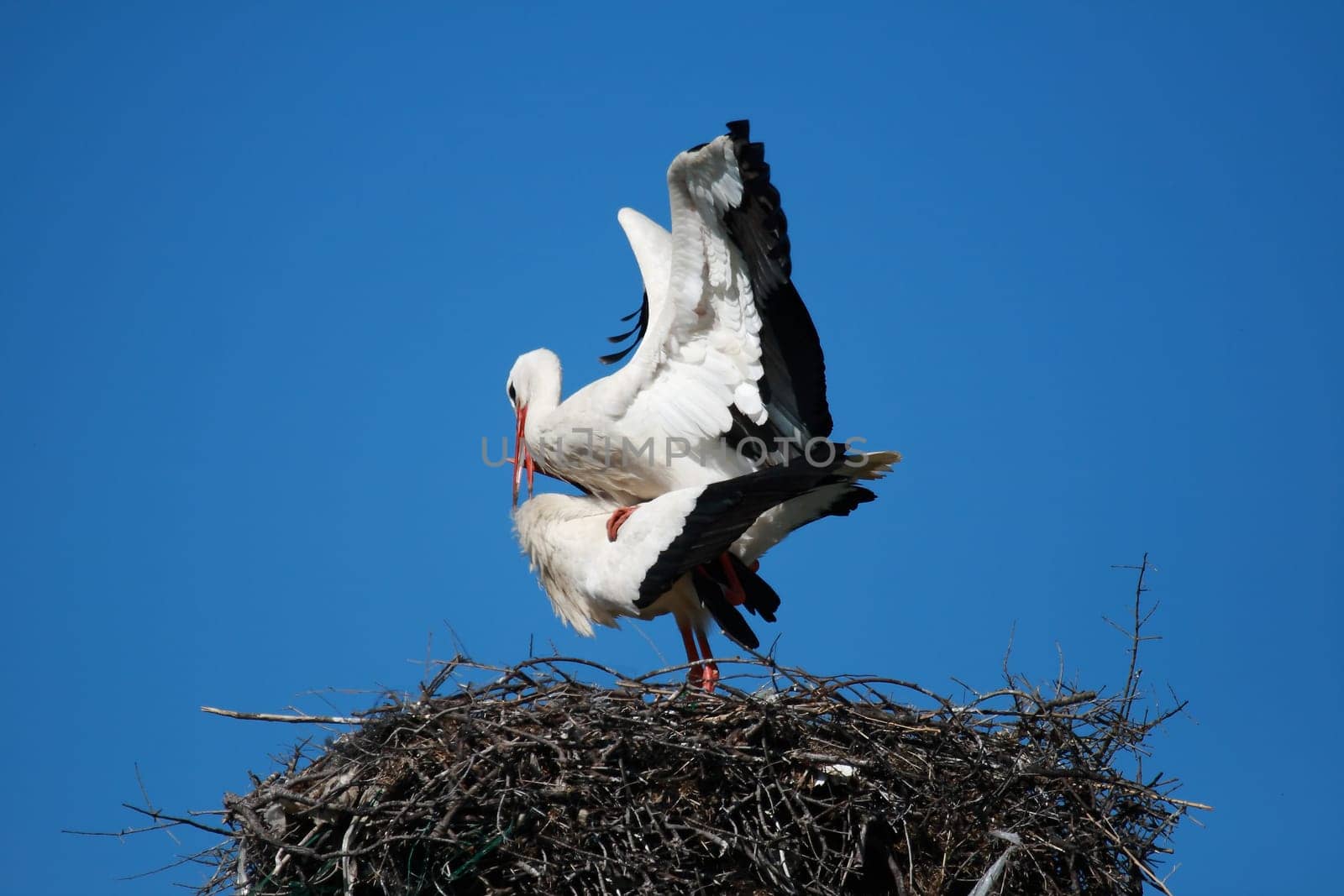 cicueñas couples performing intercourse on her nest with a blue sky background