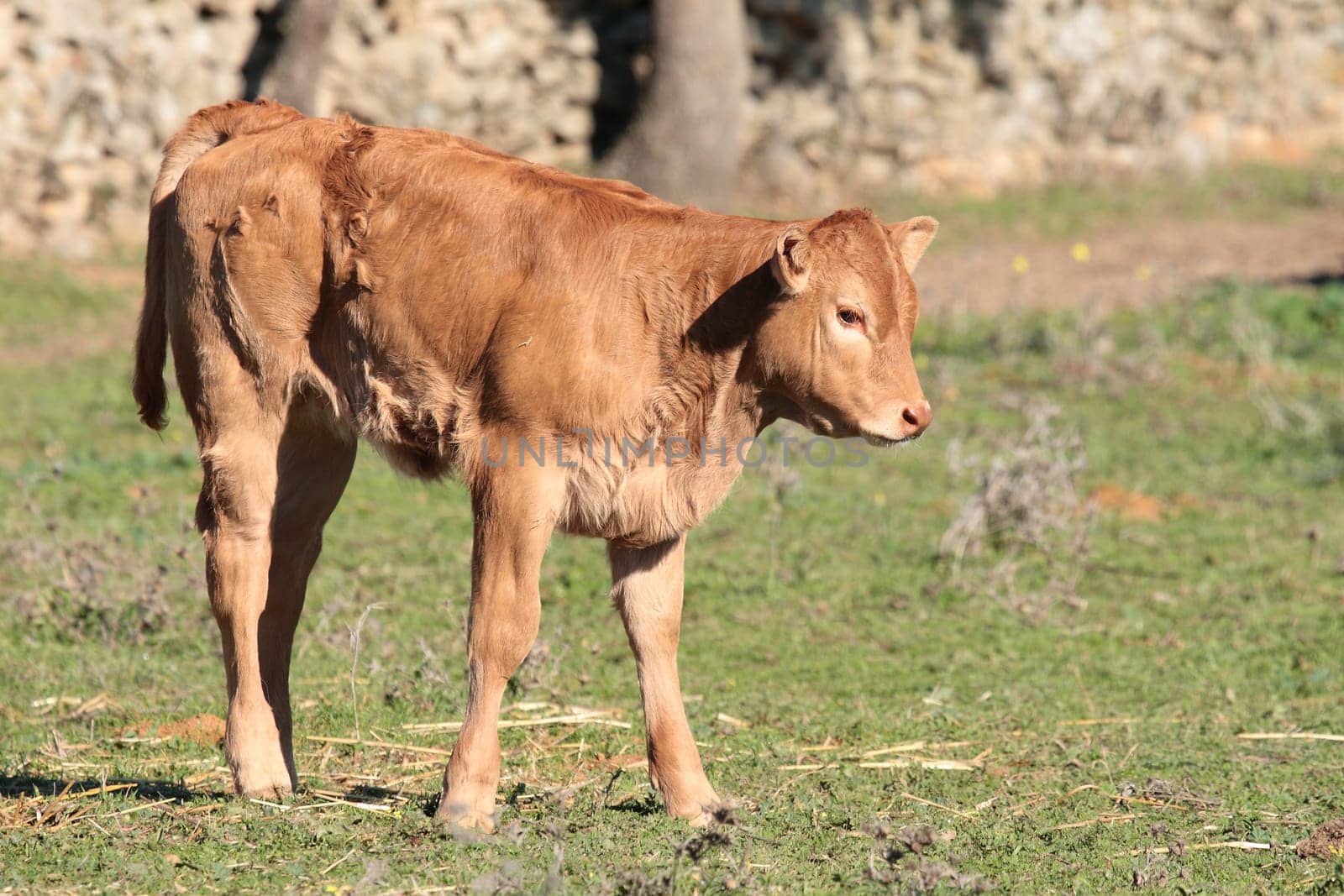 small brown calf on the farm eating grass