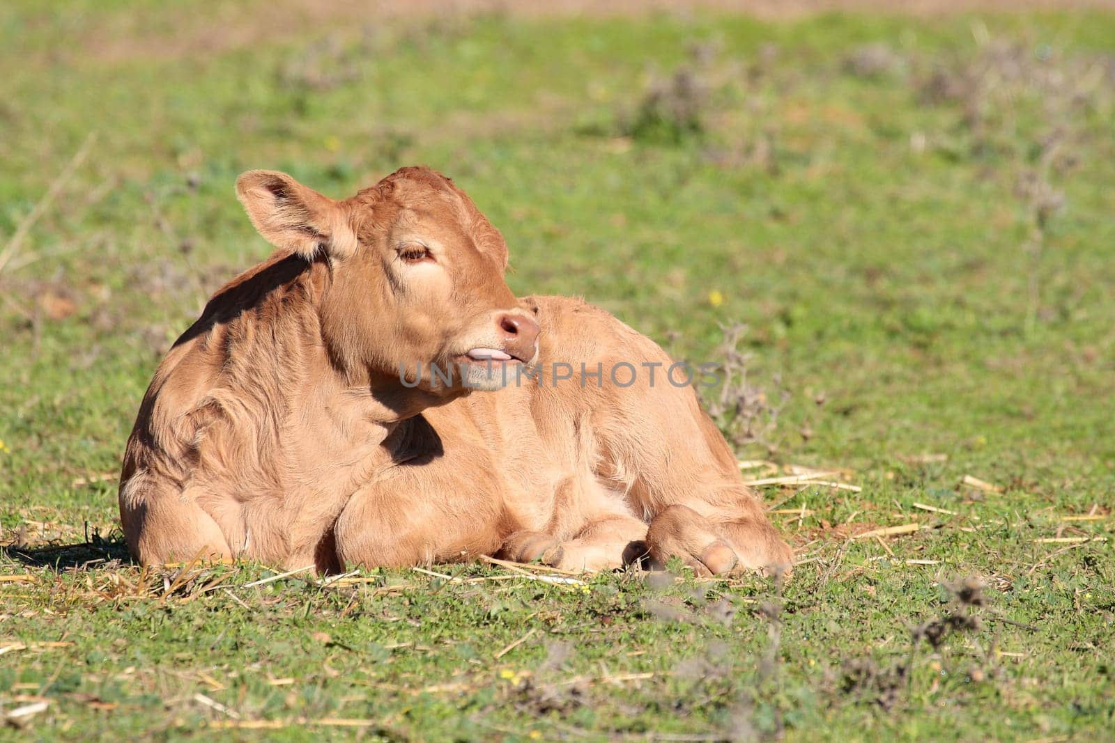 brown calf lying down and eating fresh green grass on