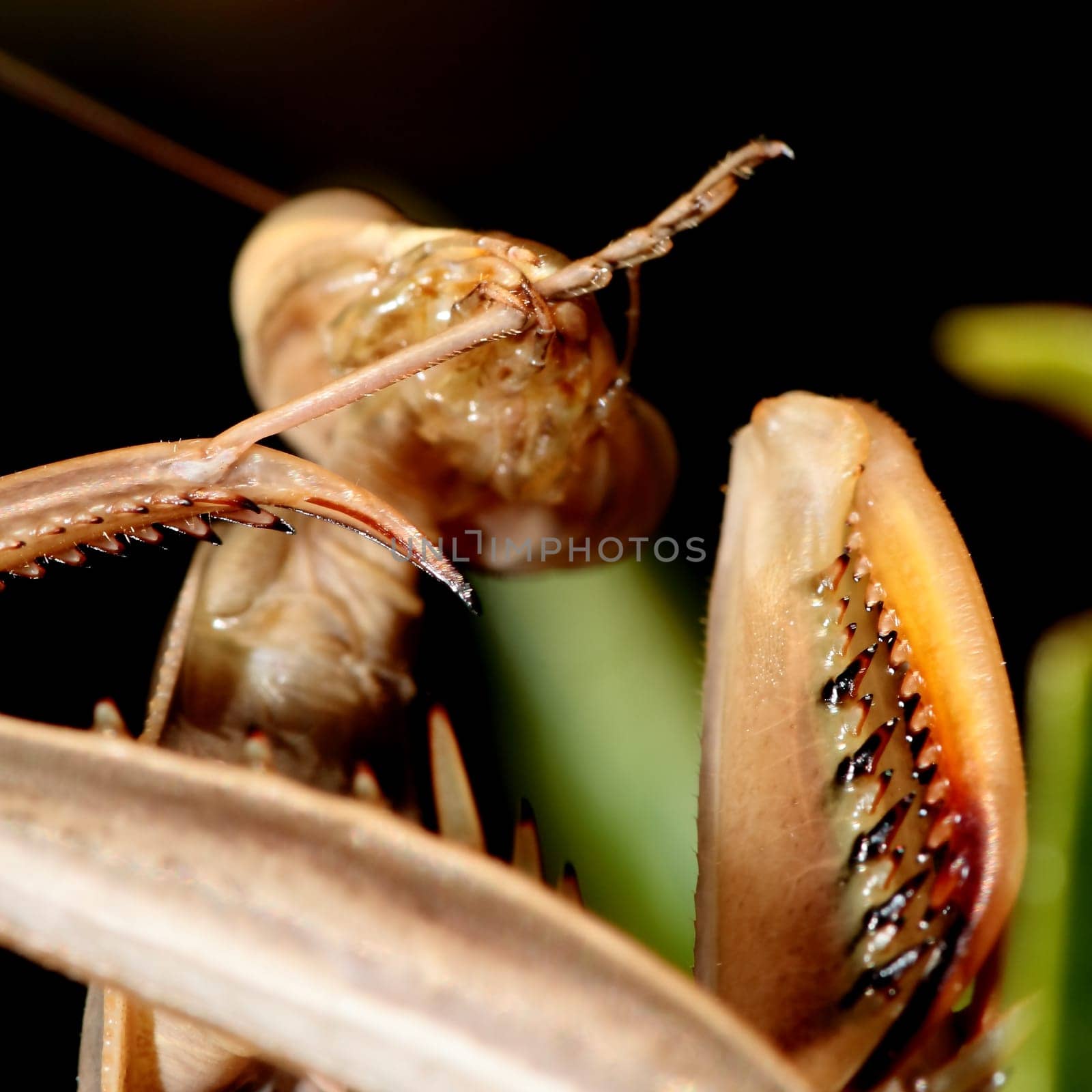 mantis wiping paws after eating in square
