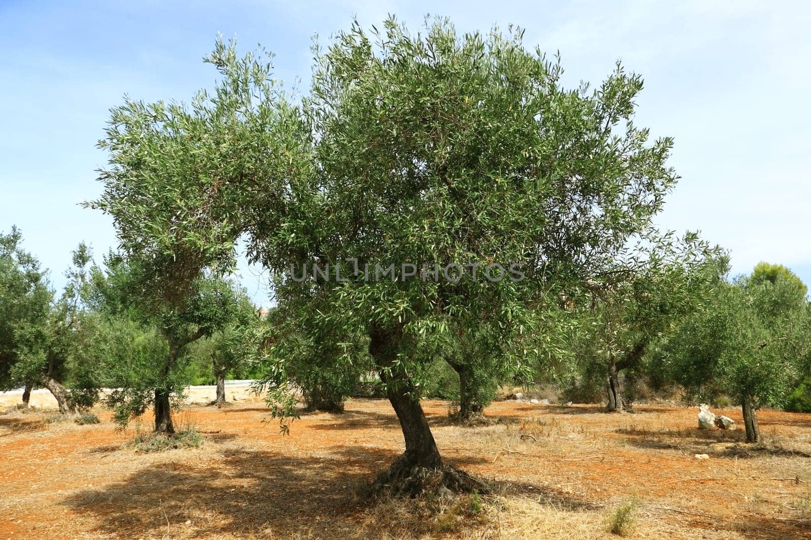 Olive tree on red soil in olive orchard