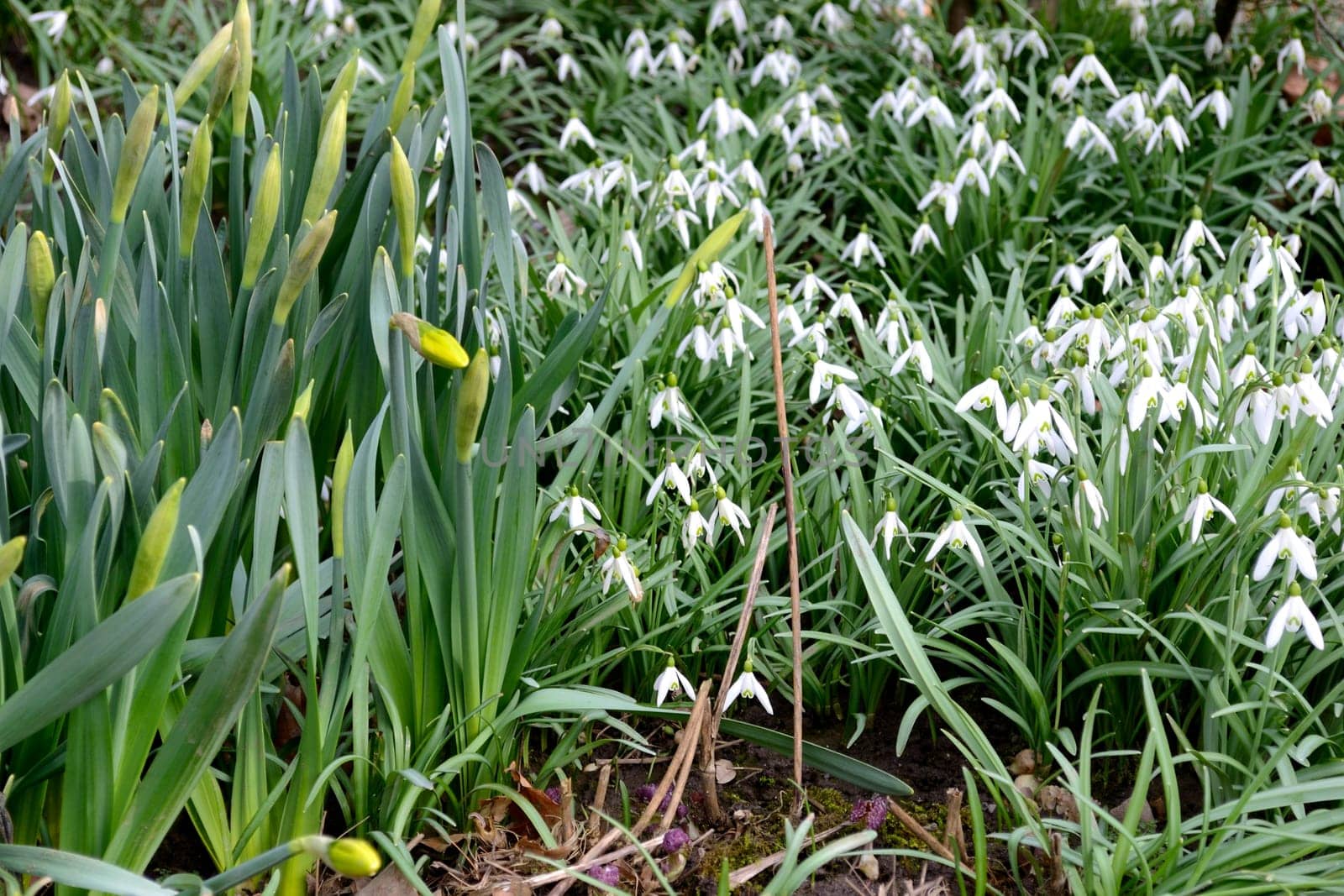 Galanthus nivalis and Narcissus pseudonarcissus