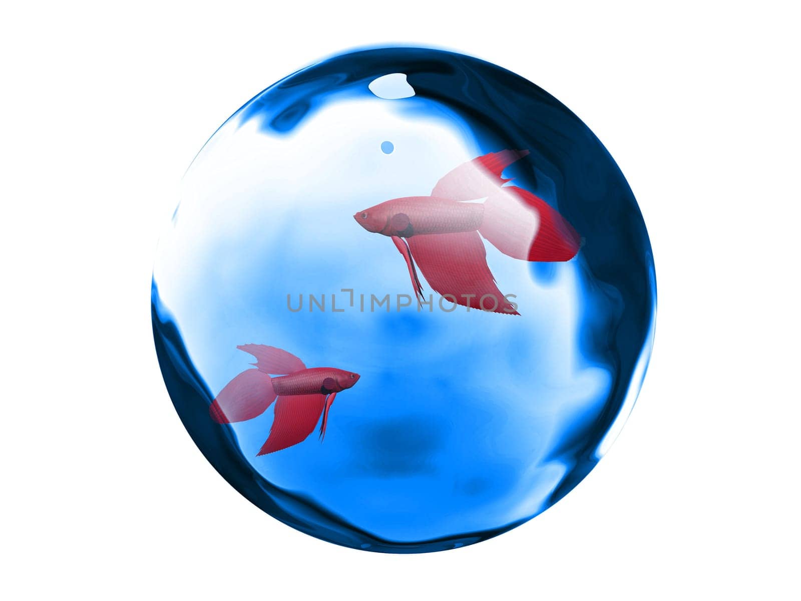 red fish and water