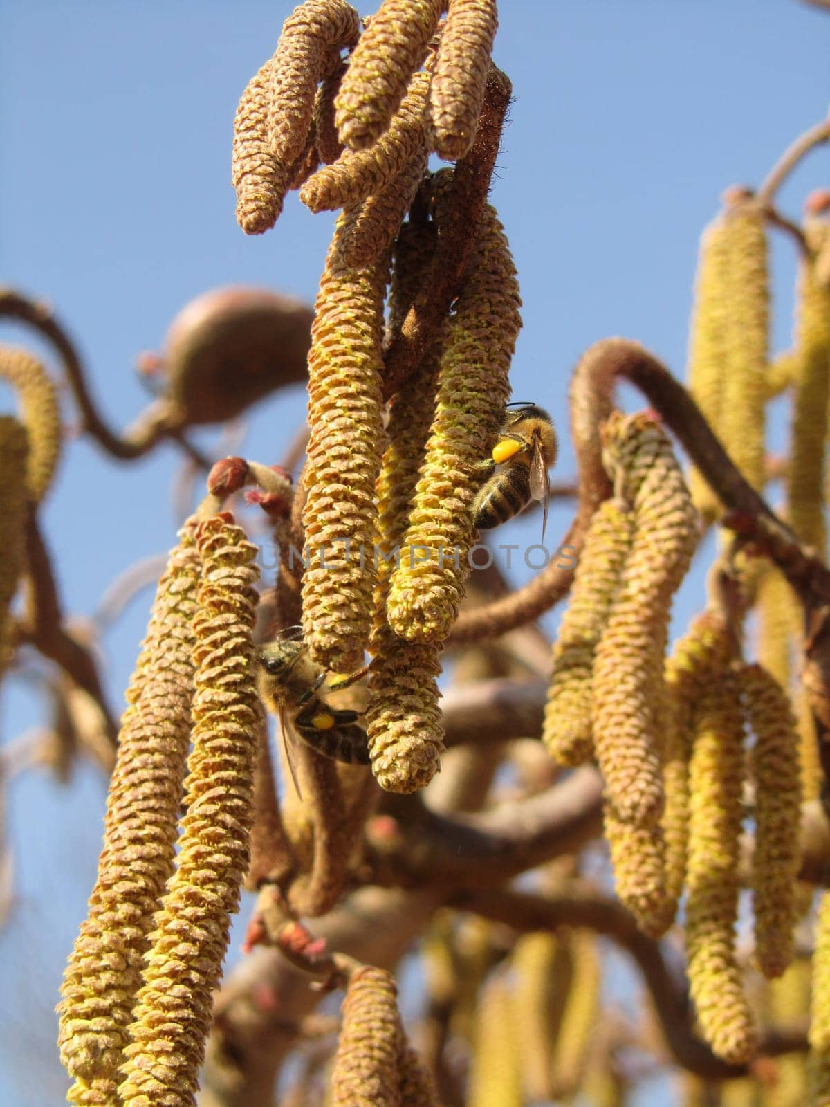 Corkscrew hazel - Corylus avellana