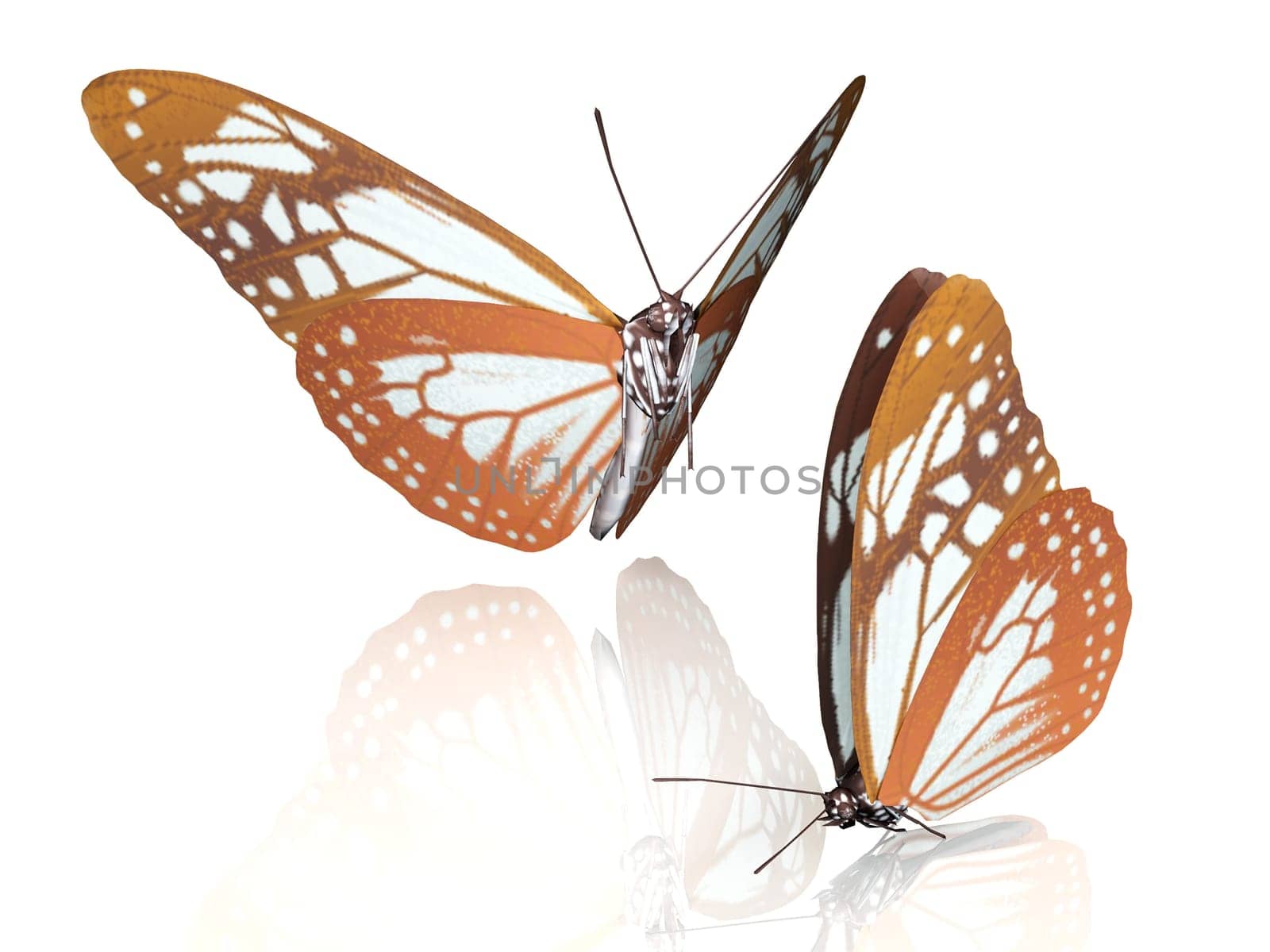 the beautiful butterfly with wings
