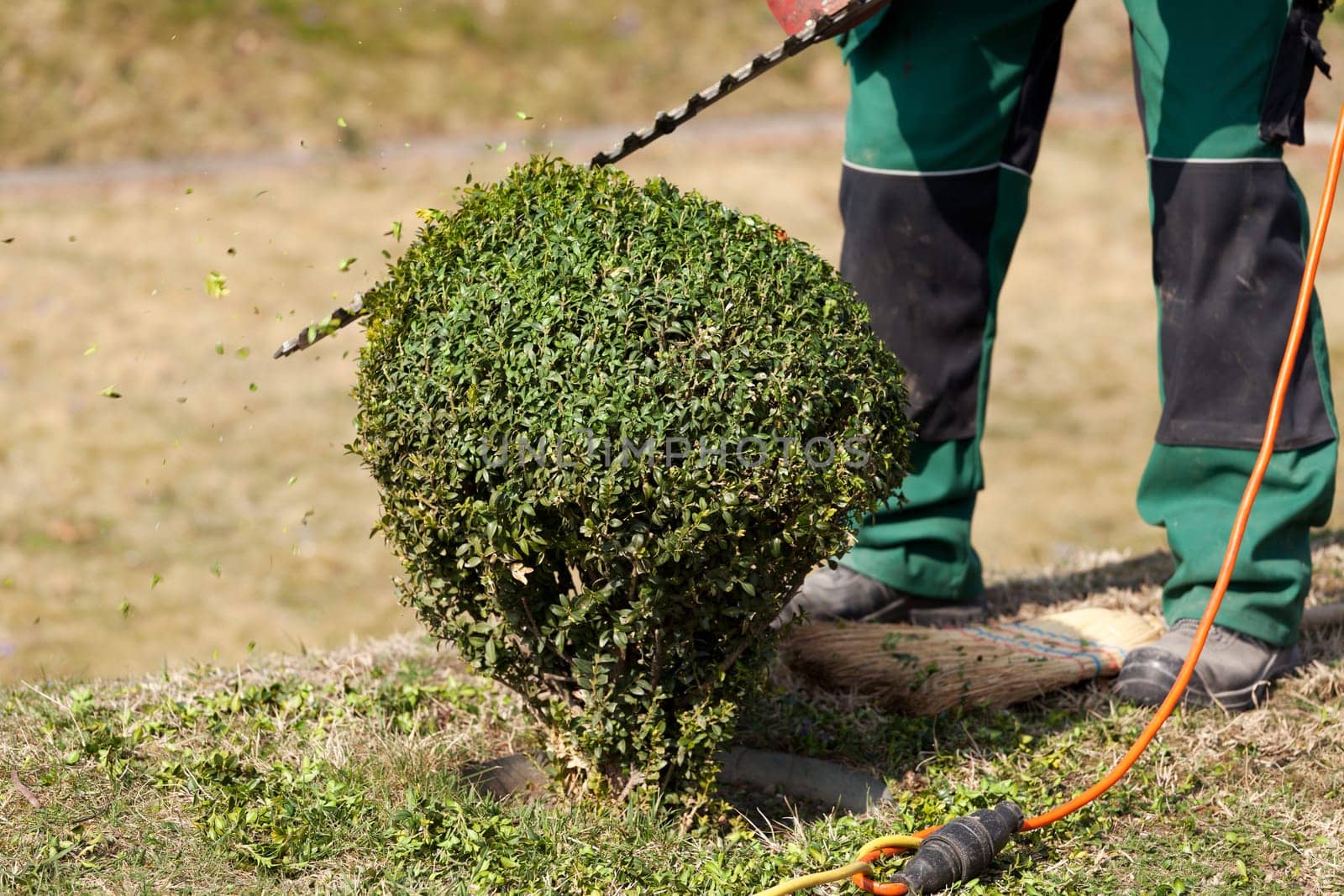Gardening,trimming a hedge with tools