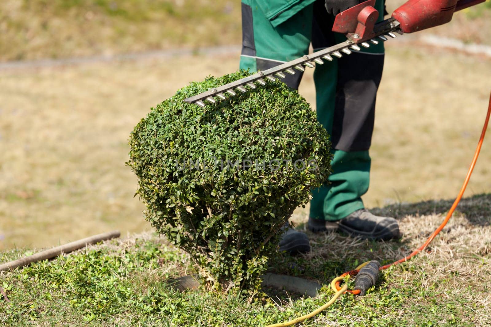 Gardening,trimming a hedge with tools