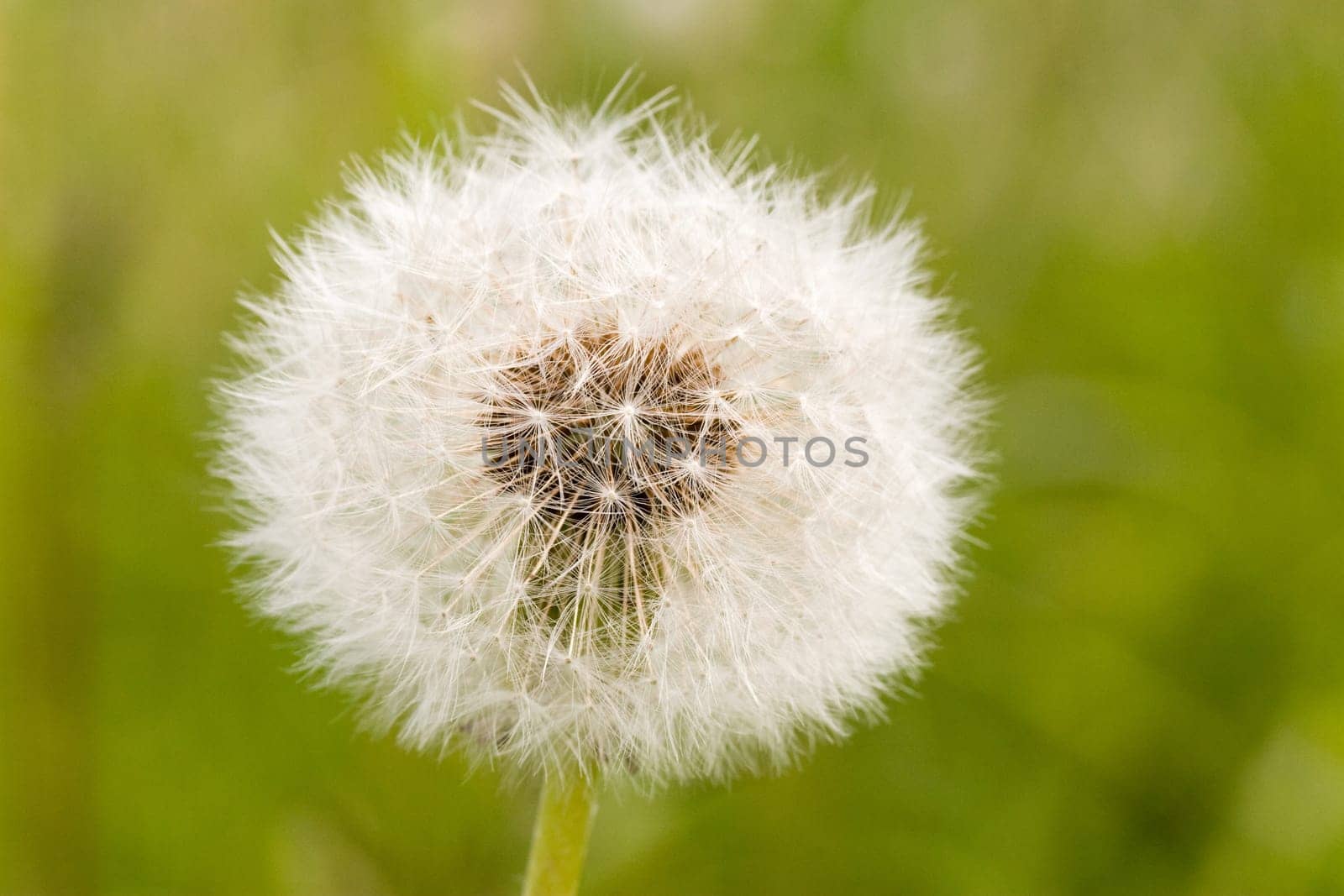 close-up of dandelion clock ,on green blurry background