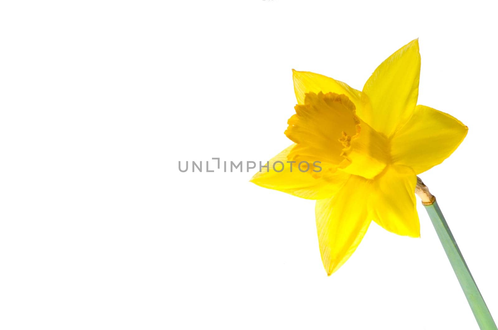 Daffodil