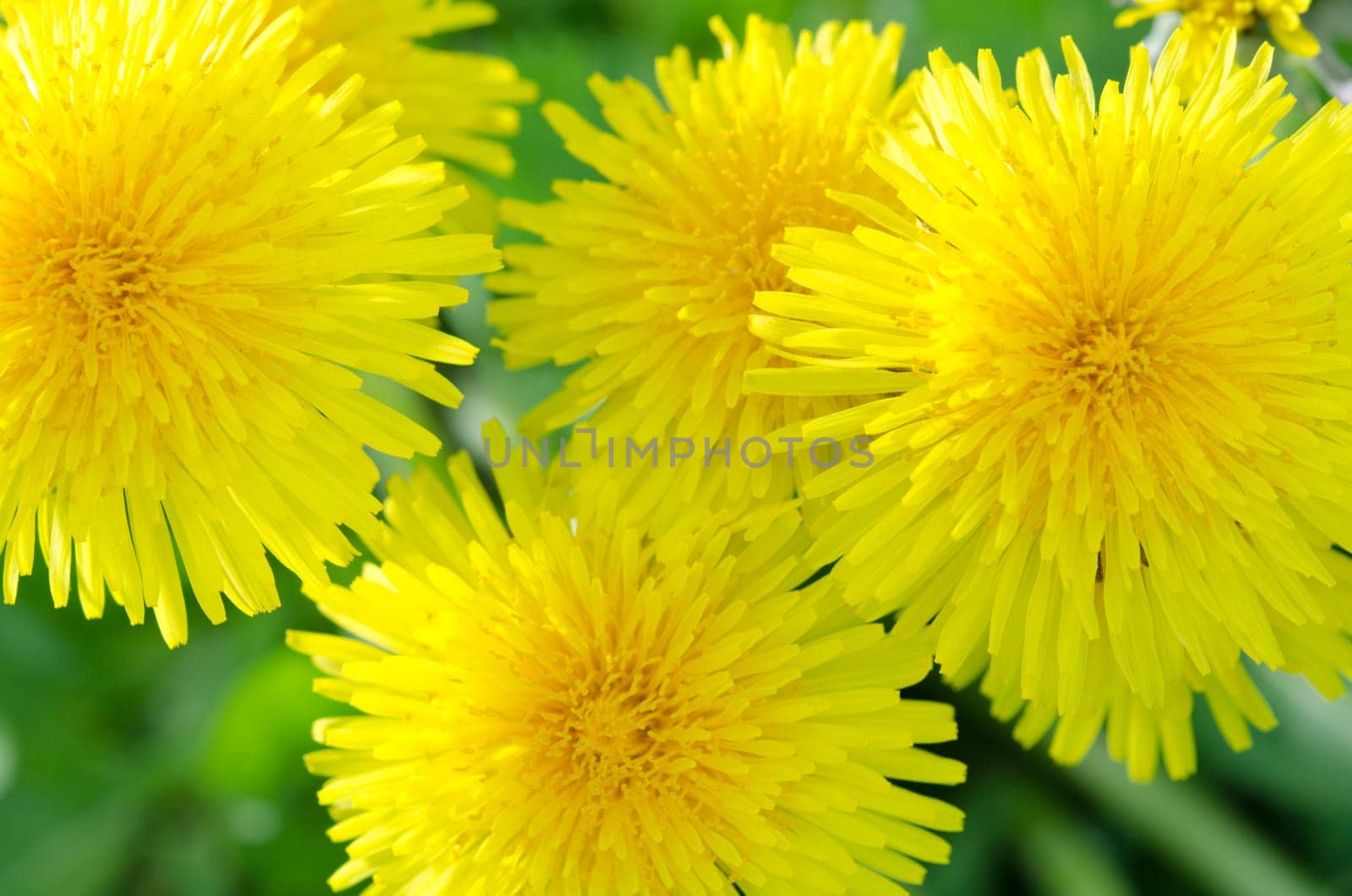 Dandelion Blossoms