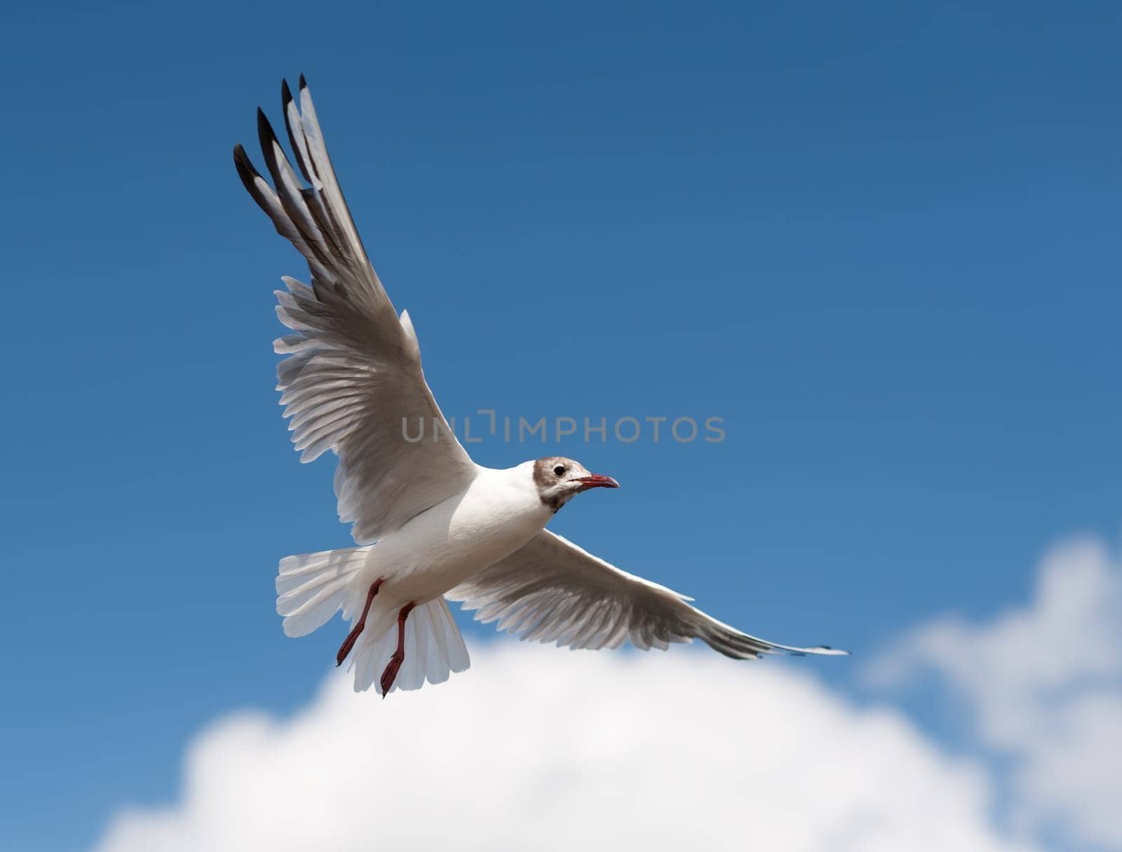 Flying Seagull