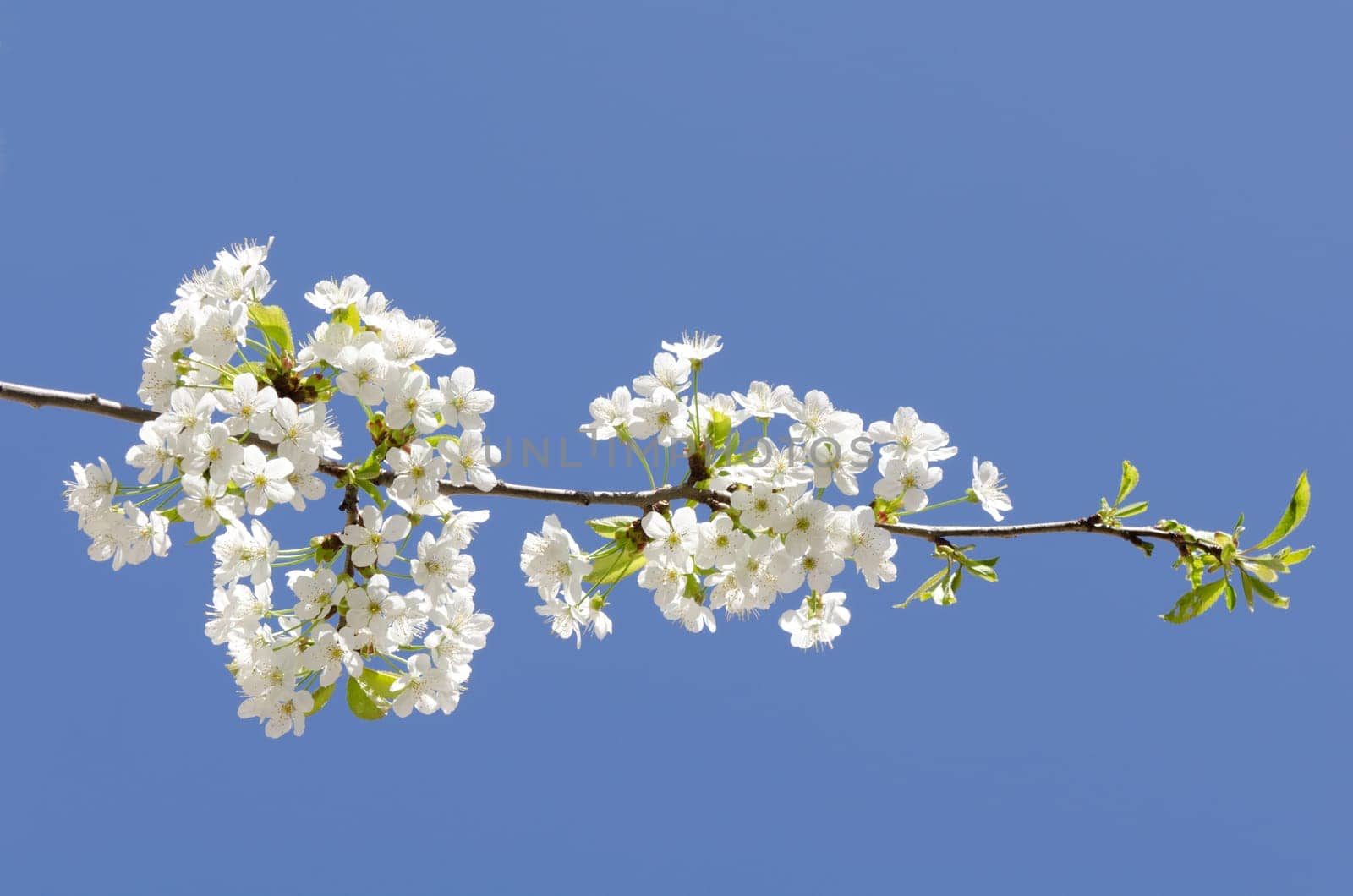 Cherry blossom branch