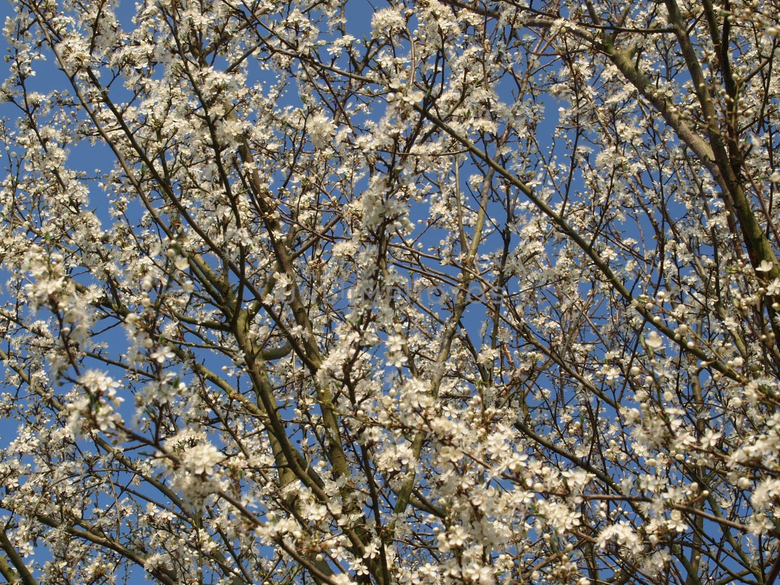 Wild Bird Cherry