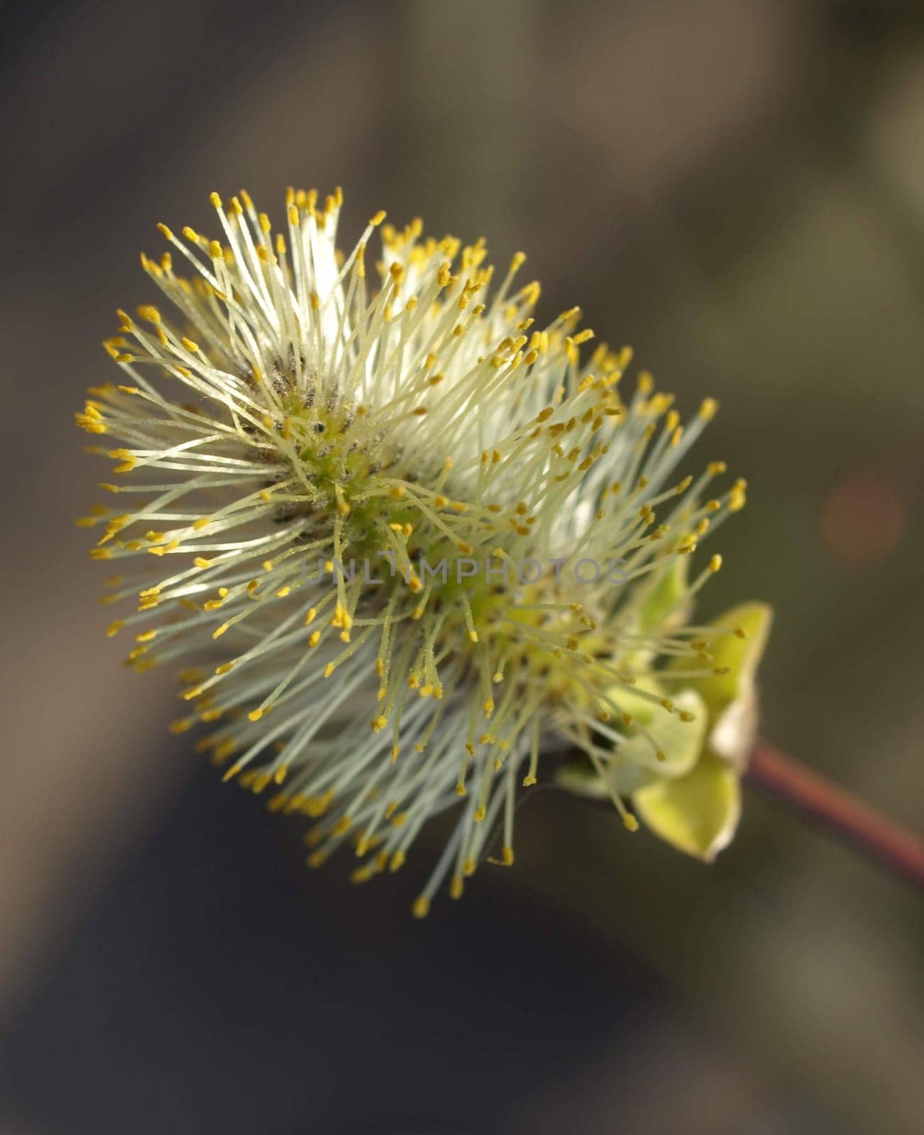 Catkins Blossom