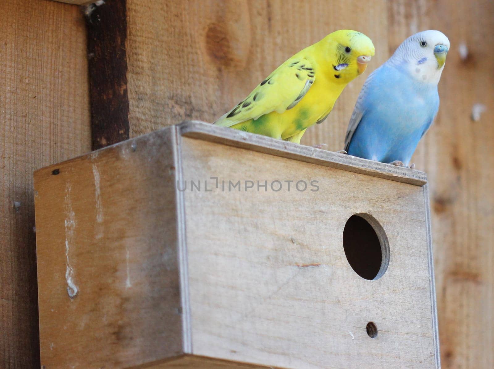 Budgie couple with their own home