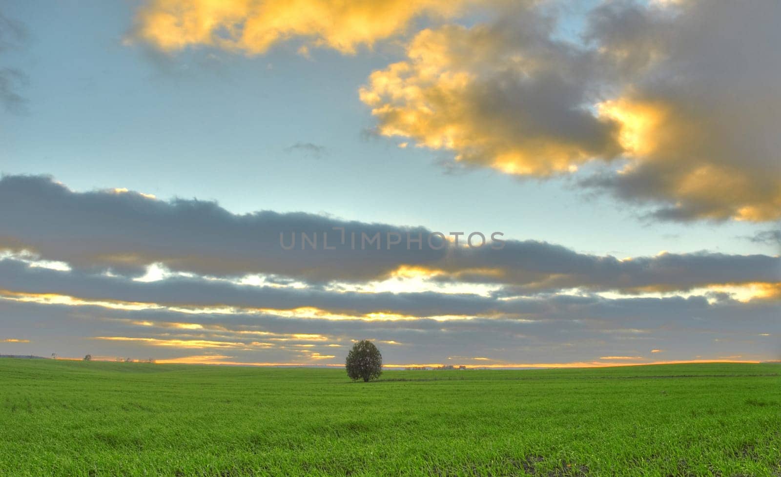 Lonely tree on a green field