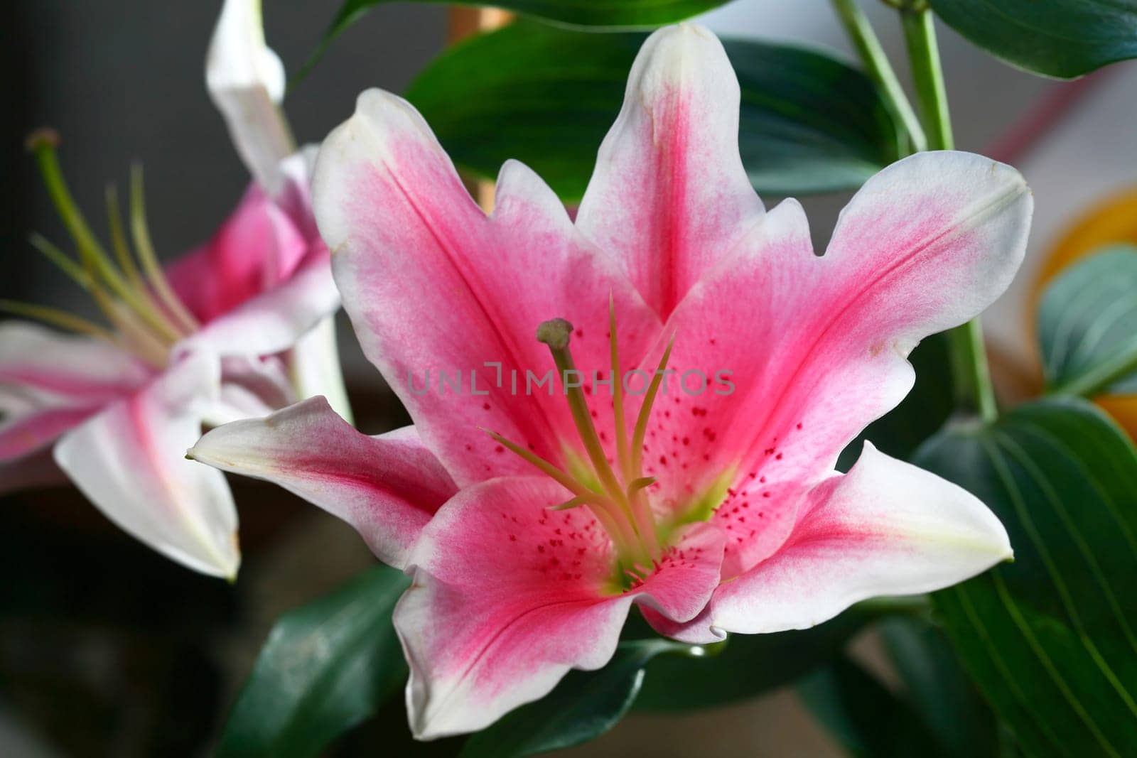 An image of pink flowers close up