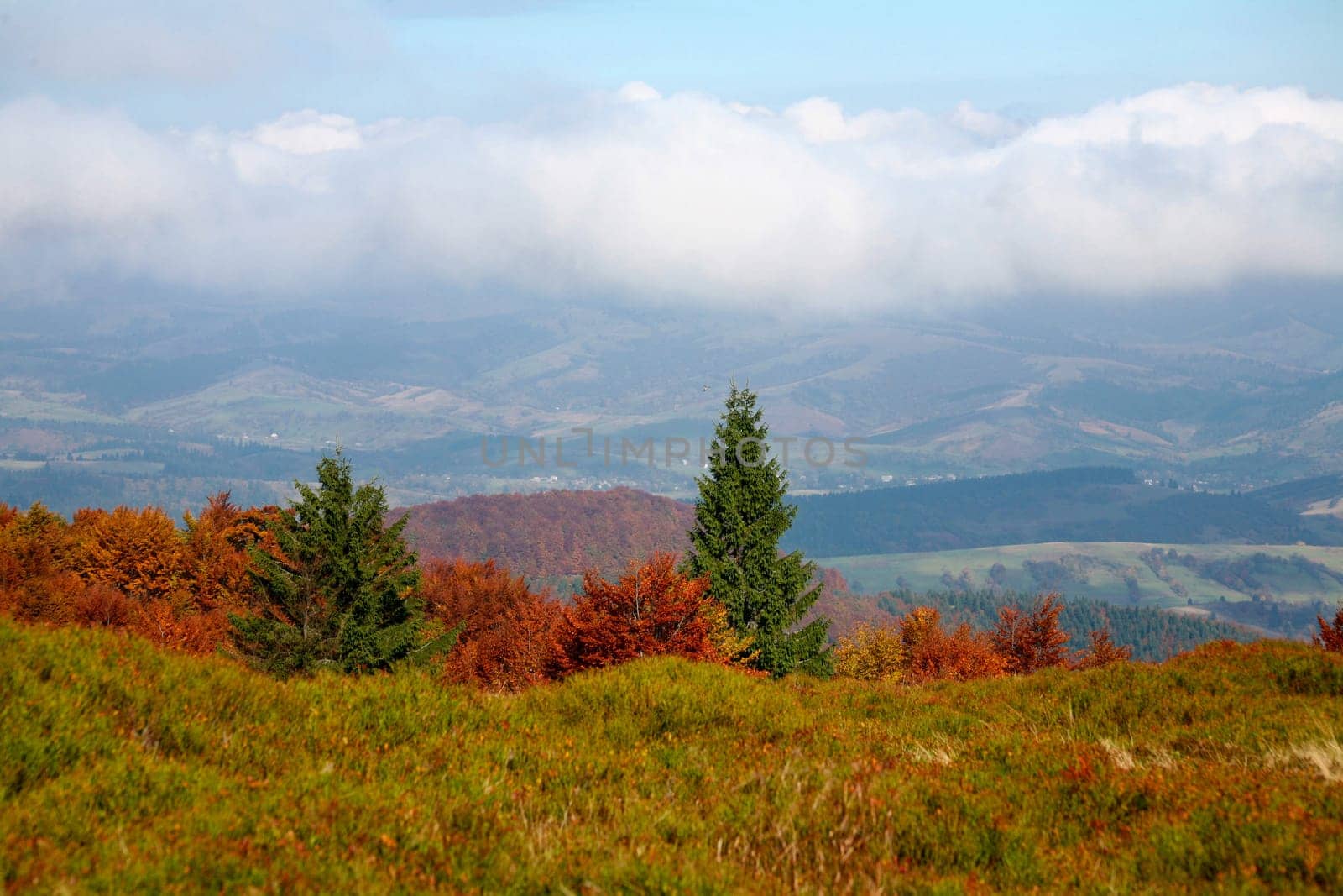 An image of autumn trees in the mountains