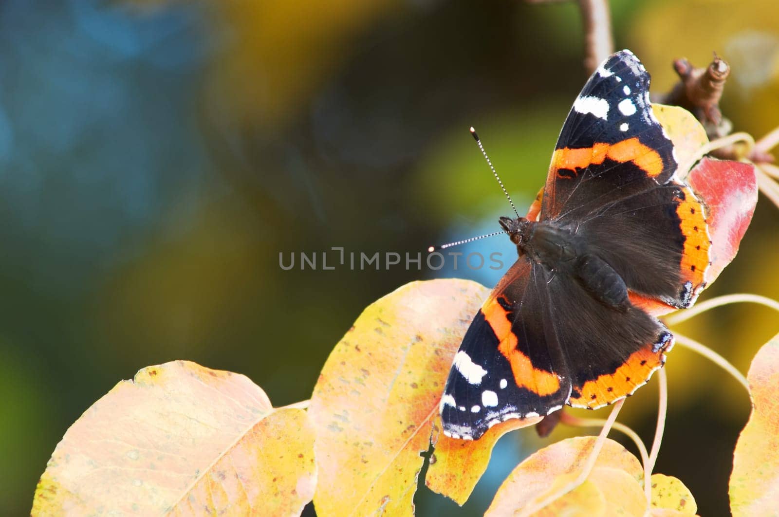 A butterfly sitting amongst autumn leaves