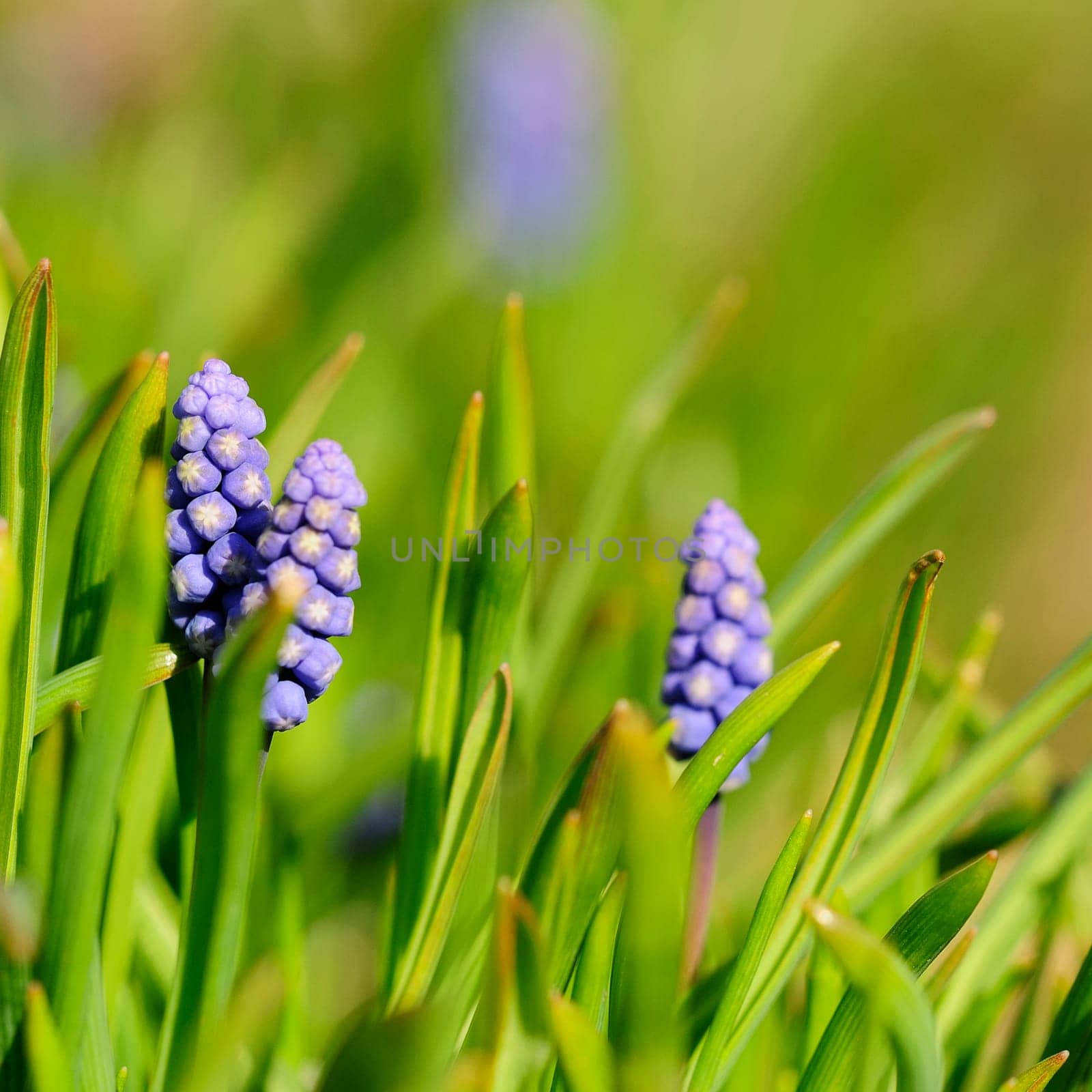 Mini pearl flowers