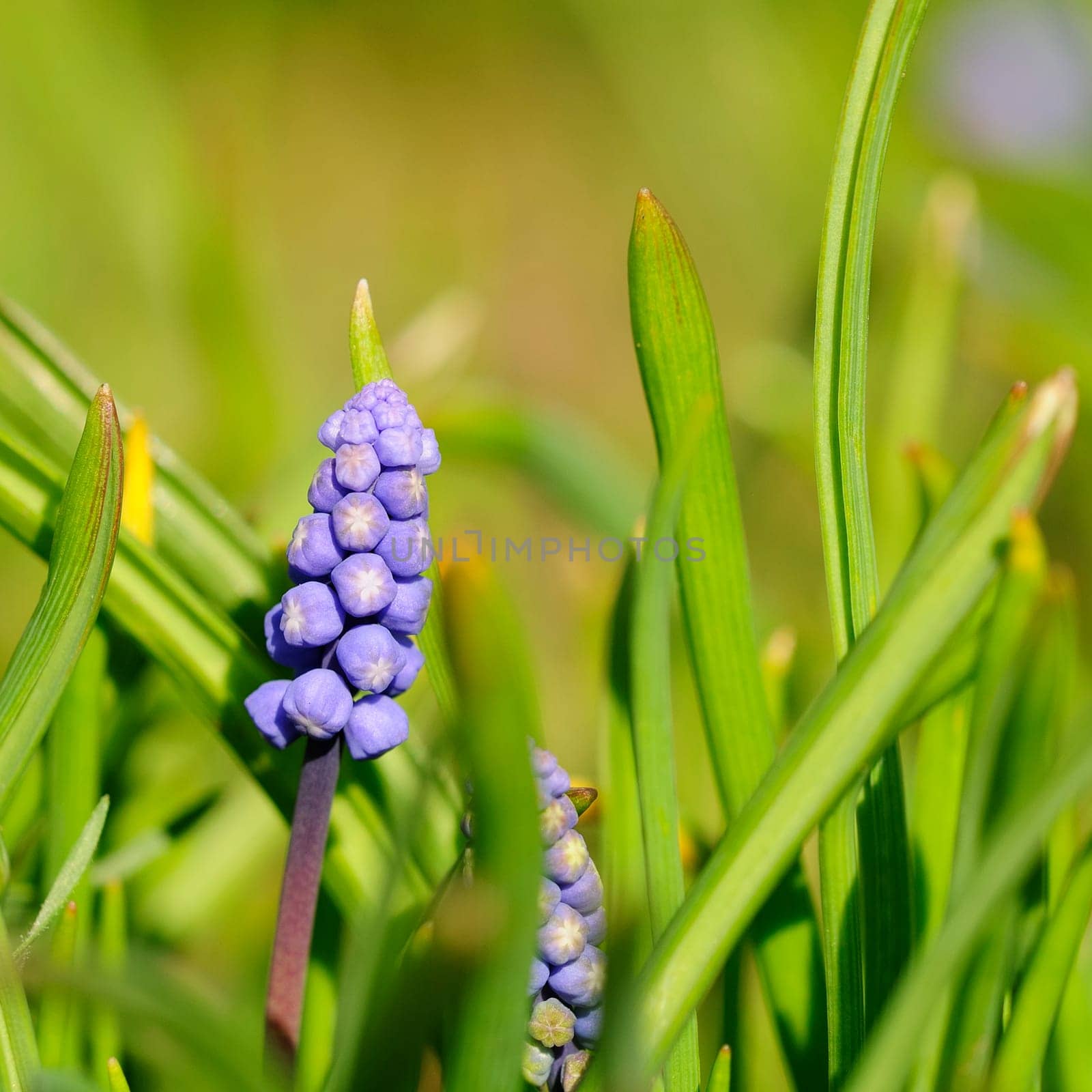 Mini pearl flowers