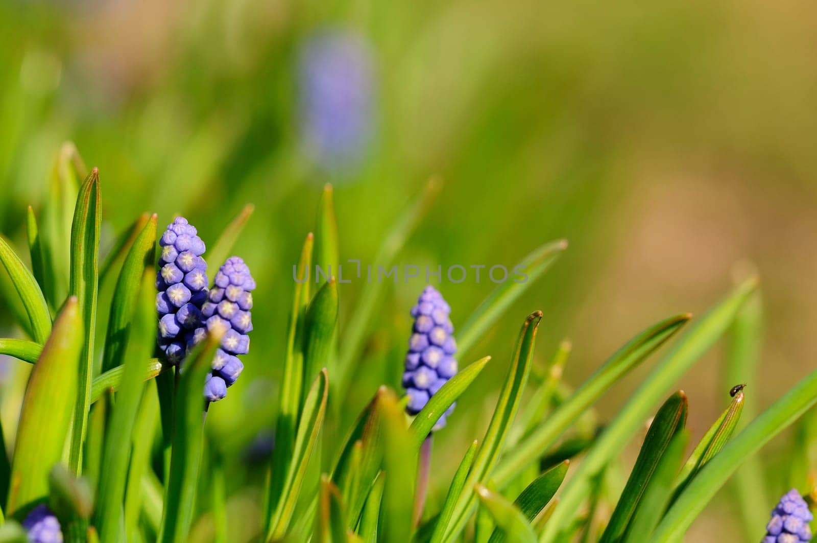 Mini pearl flowers