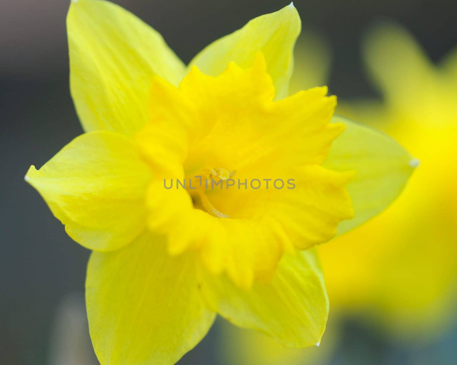 Daffodils