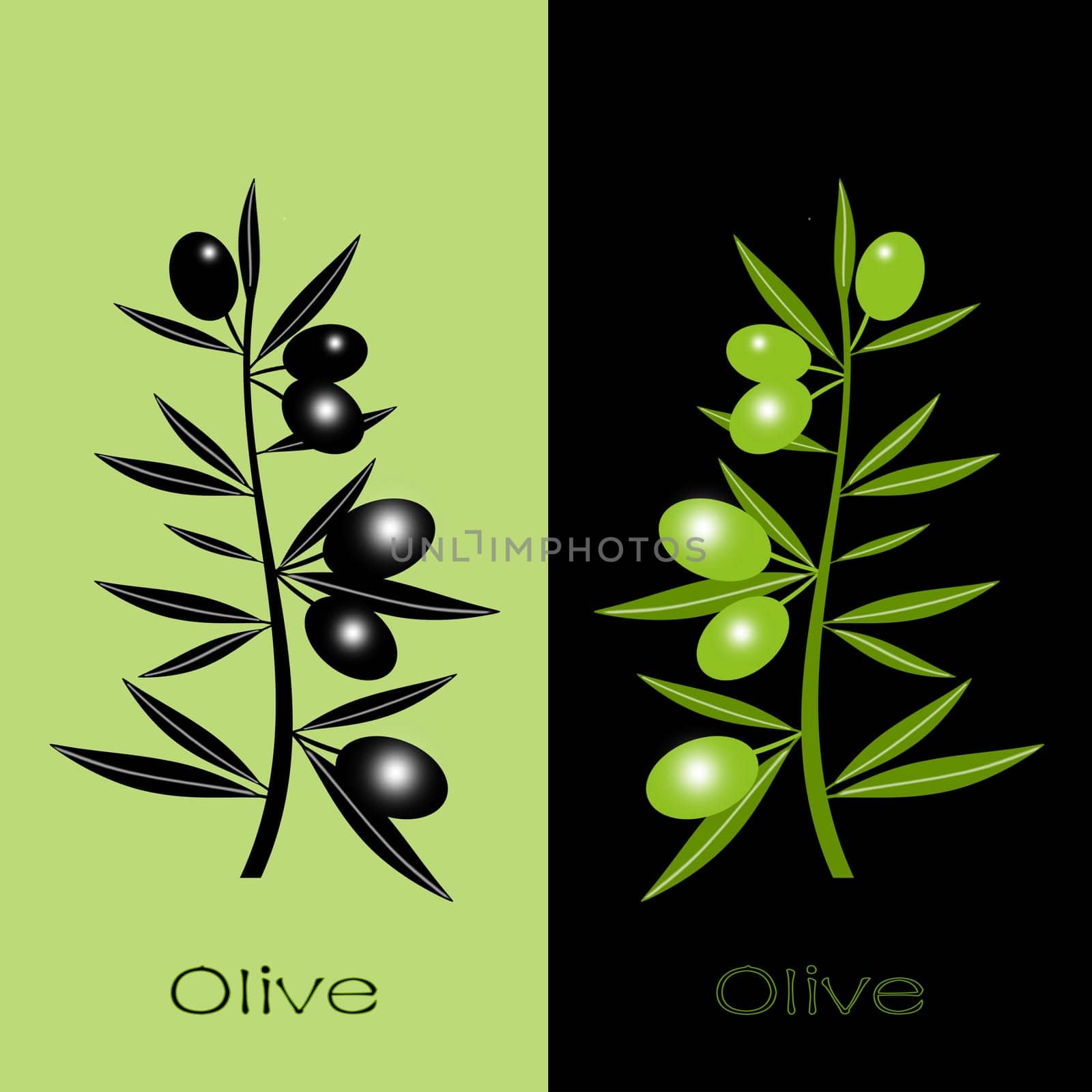 Silhouette of black and green olives branch