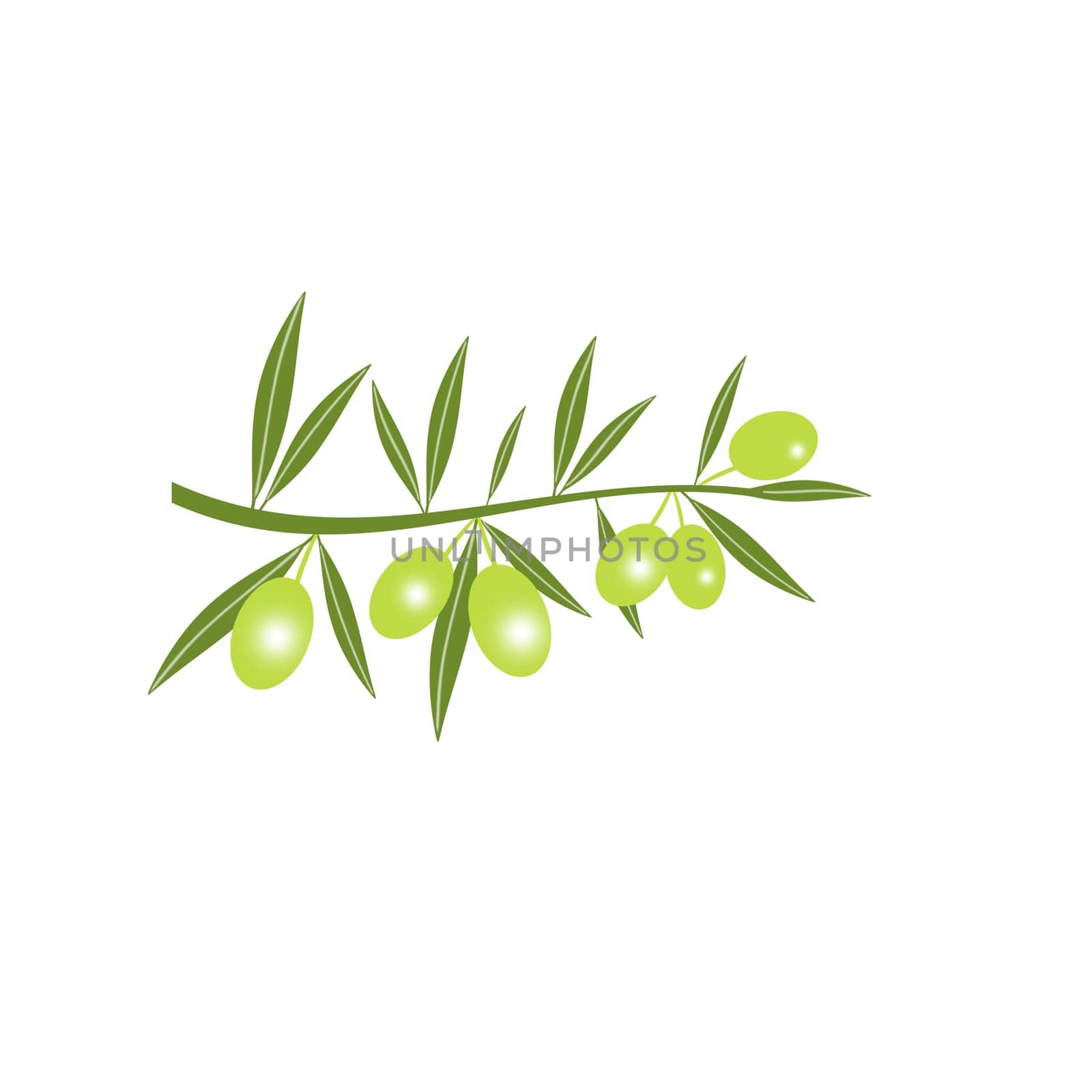 Green Olive branch isolated on white background