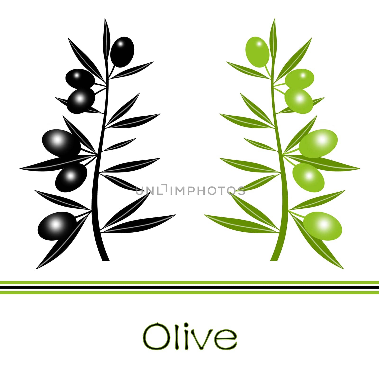 Silhouette of black  and green olives branch